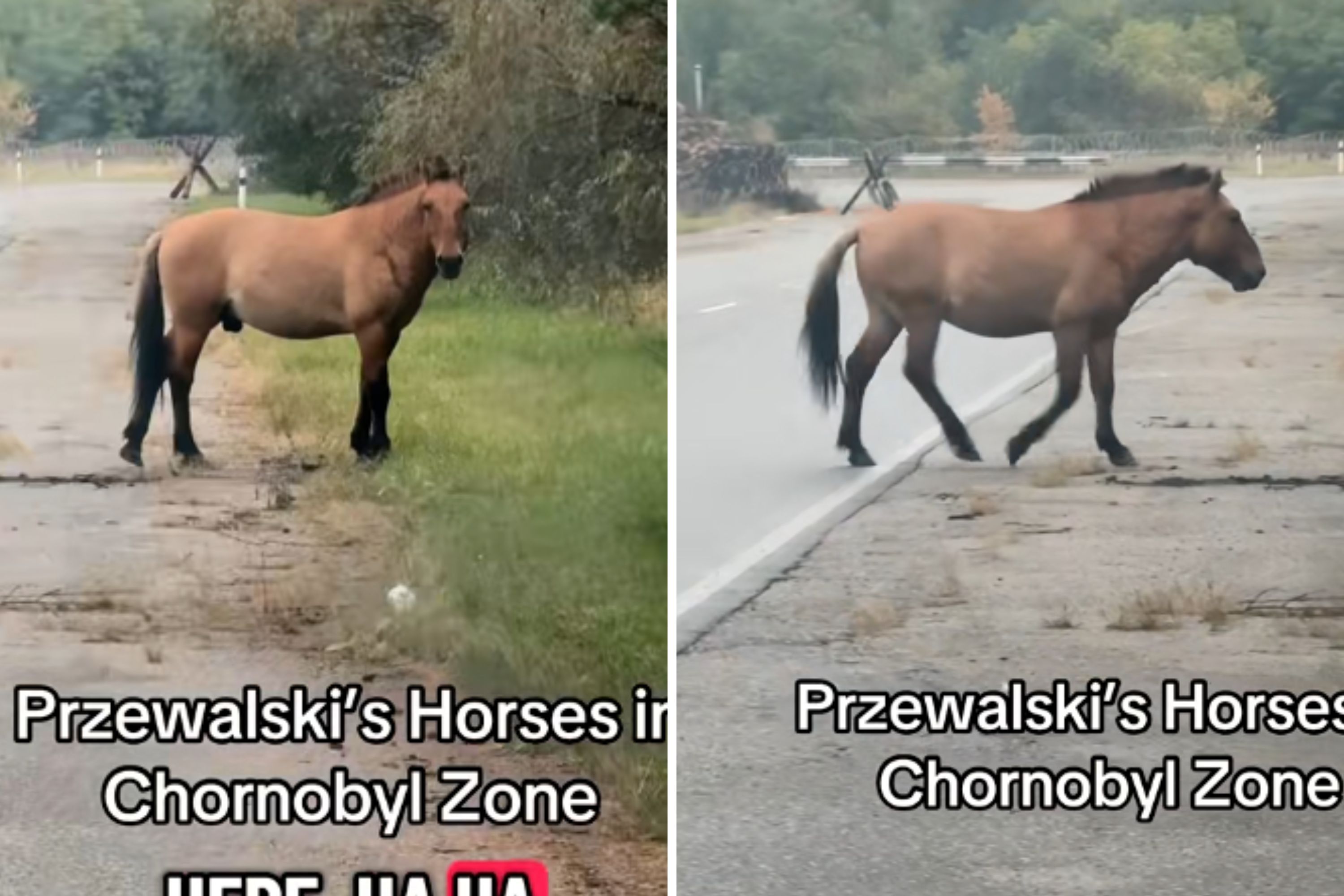 Rare Footage of ‘Critically Endangered’ Horses in Chernobyl Exclusion Zone