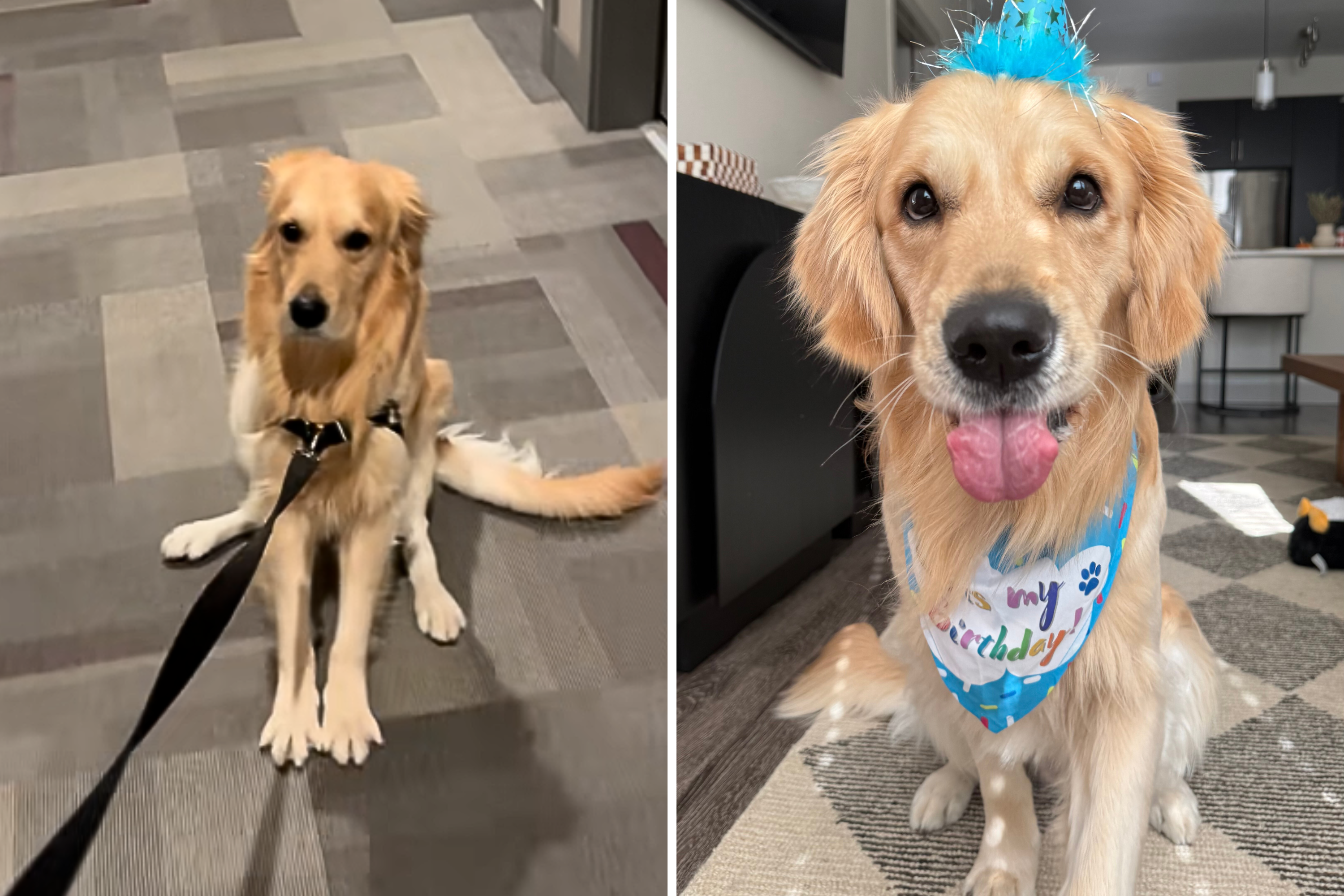 Woman Tries To Walk Golden Retriever—Hysterics at Reason He’s Not on Board