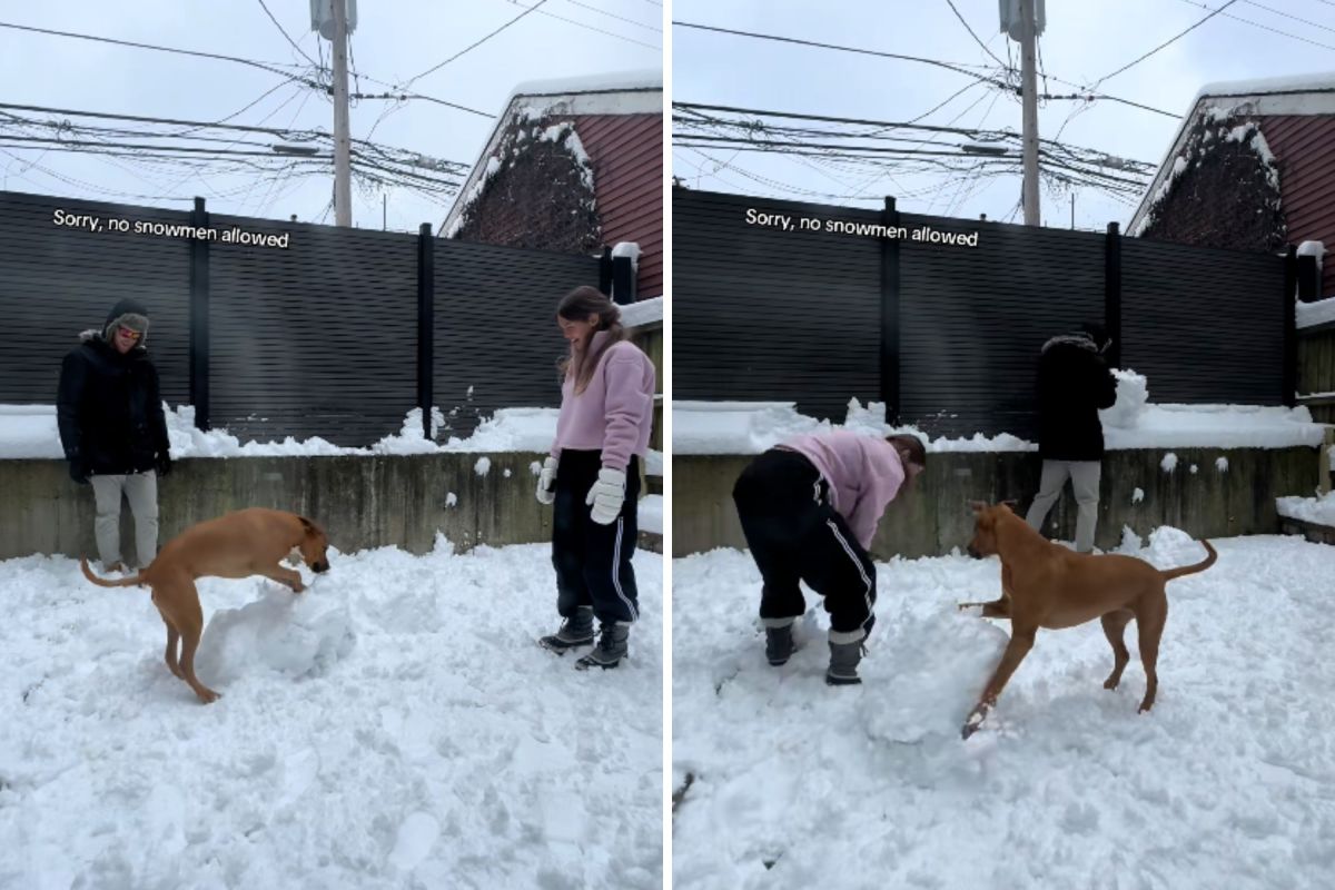 La pareja intenta construir un muñeco de nieve en el patio trasero, el perro tiene otras ideas