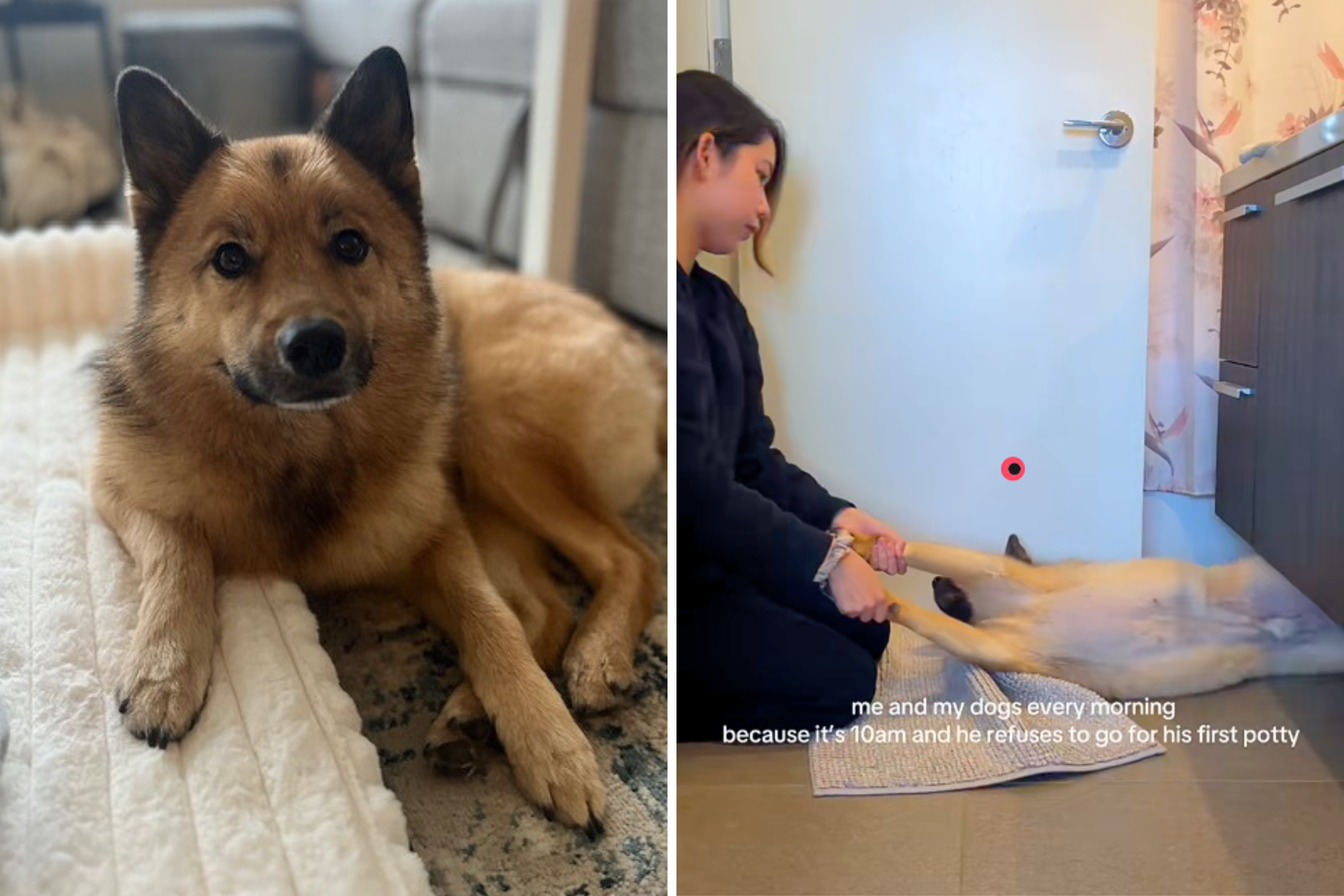 Hysterics Over What Owner Forced To Do With Reluctant Dog ‘Every Morning'
