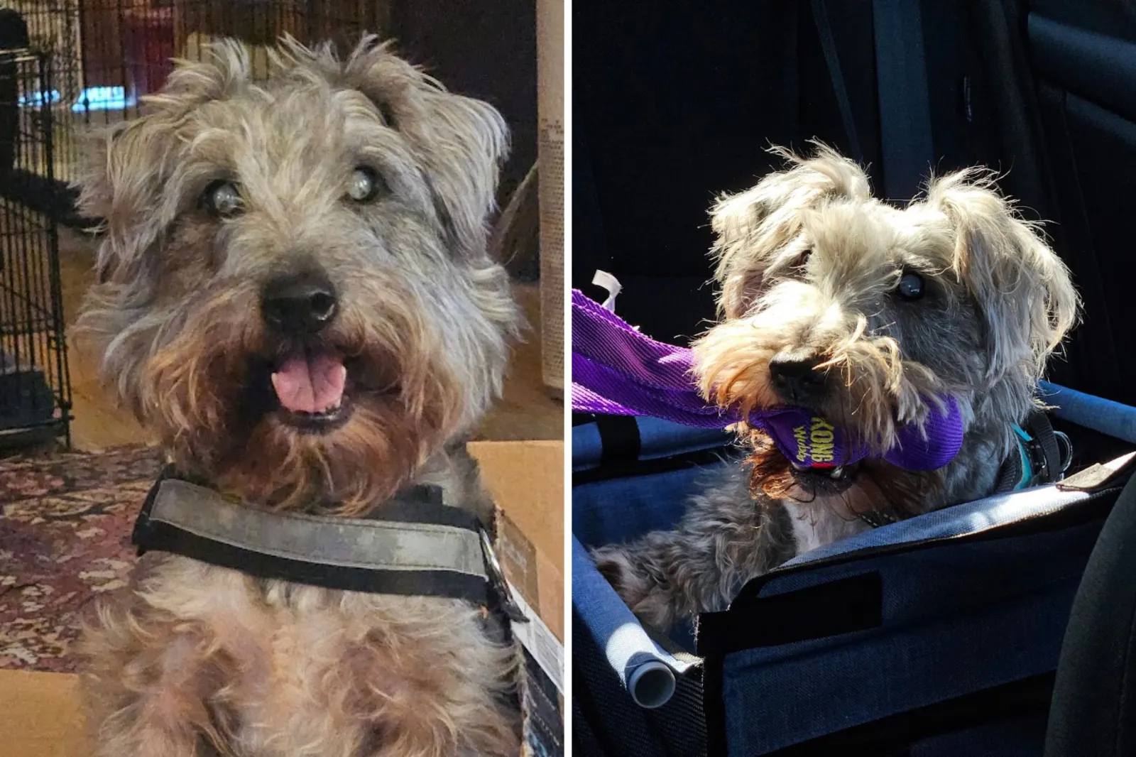 10-year-old Scottie mix