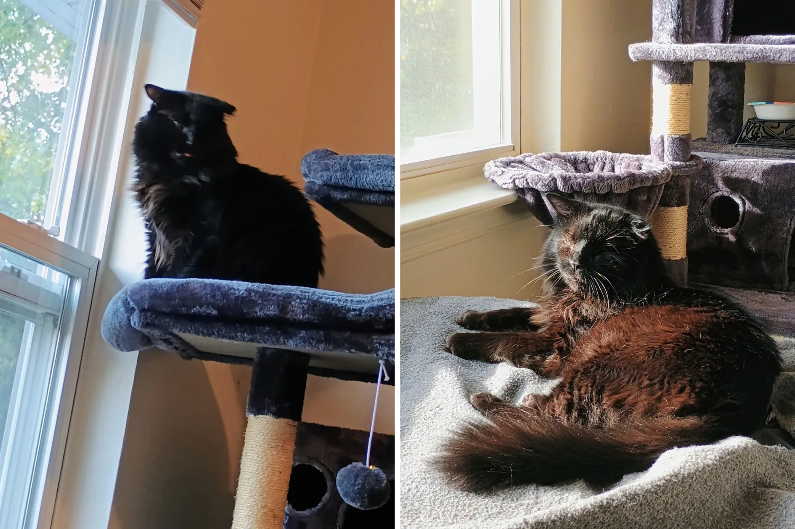 Feline hanging in cat tree