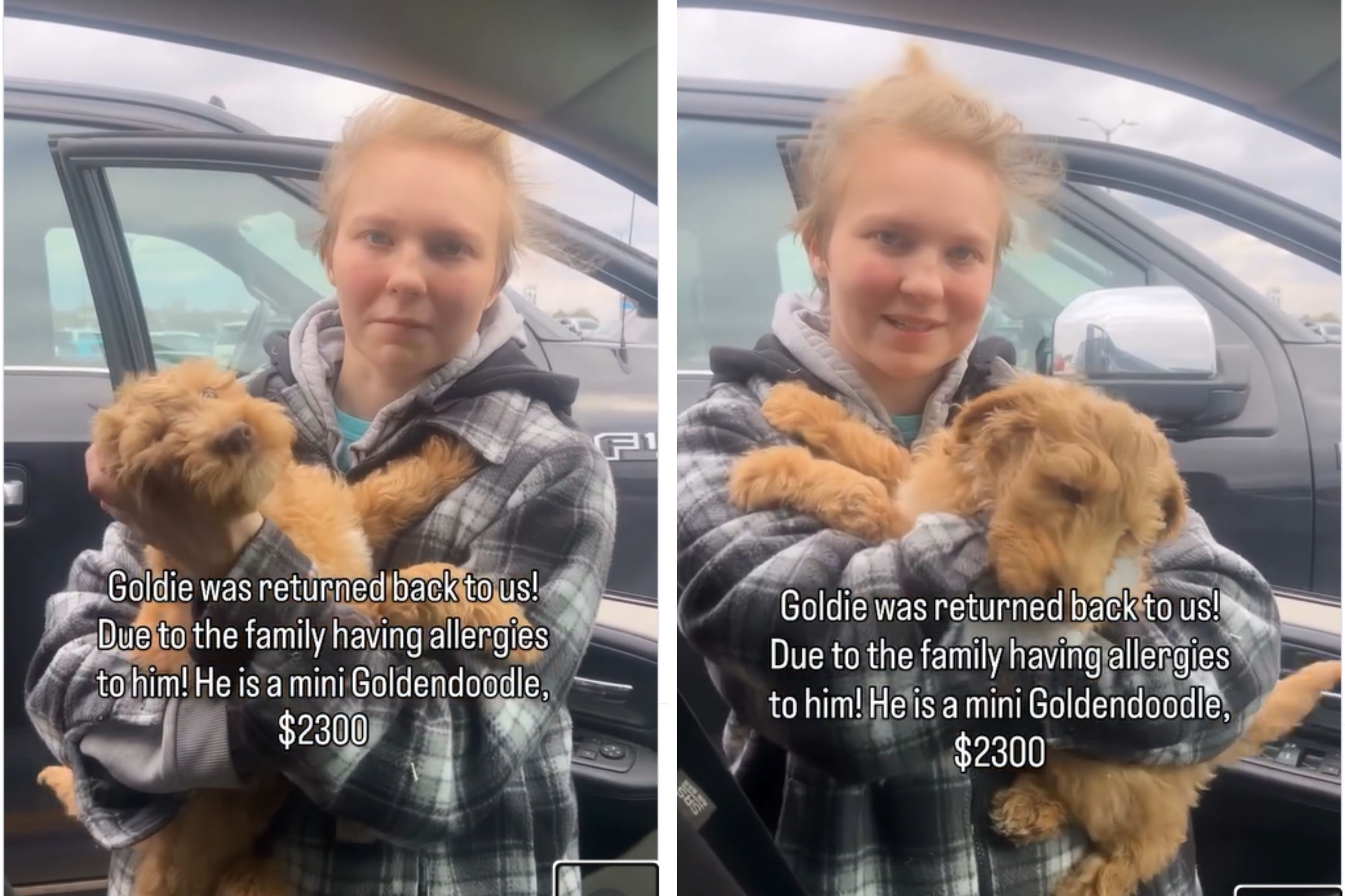 Hearts Break Over Why Family Quickly Returned Mini Goldendoodle Puppy