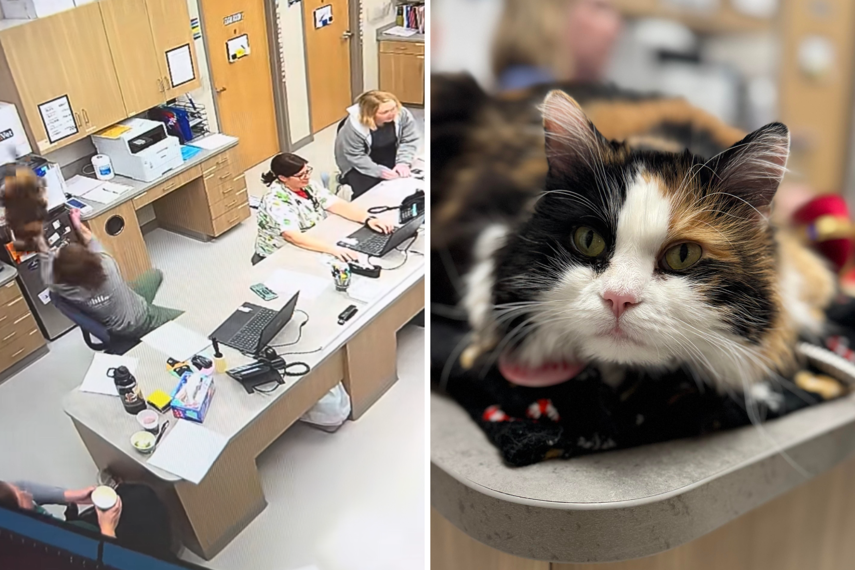 Something Is Hiding in Vet Office Cupboard, What Unfolds Caught on Camera