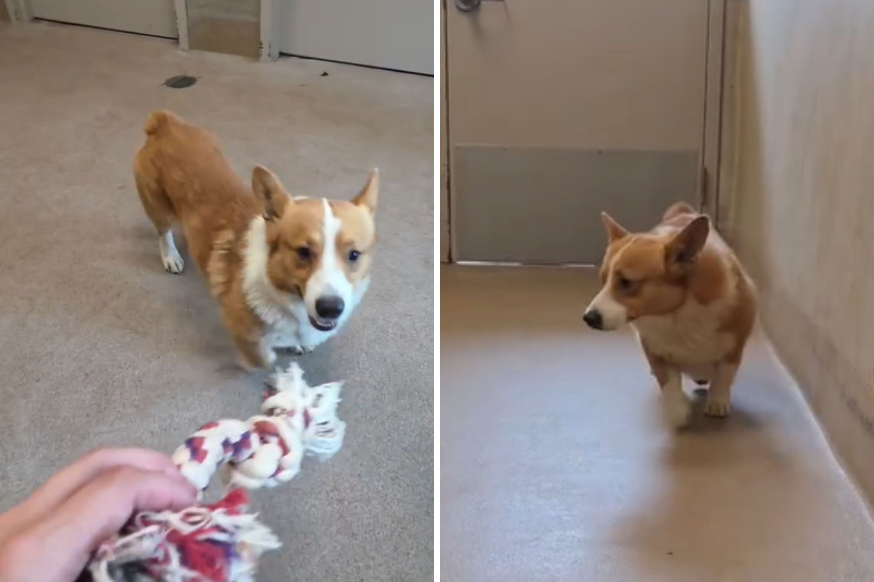 Woman Visits Shelter—‘Can’t Believe’ the Breed She Finds With No Microchip