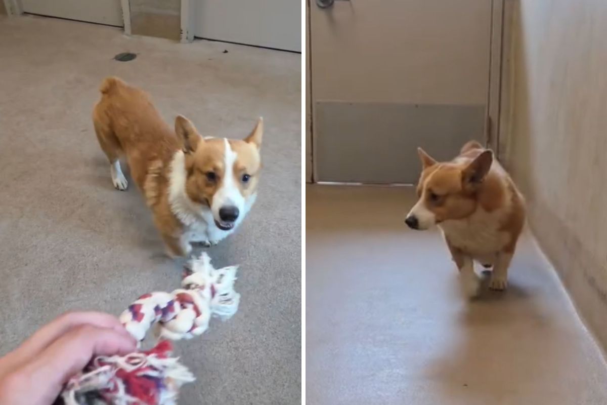 Woman Visits Shelter&mdash;&lsquo;Can&rsquo;t Believe&rsquo; the Breed She Finds With No Microchip