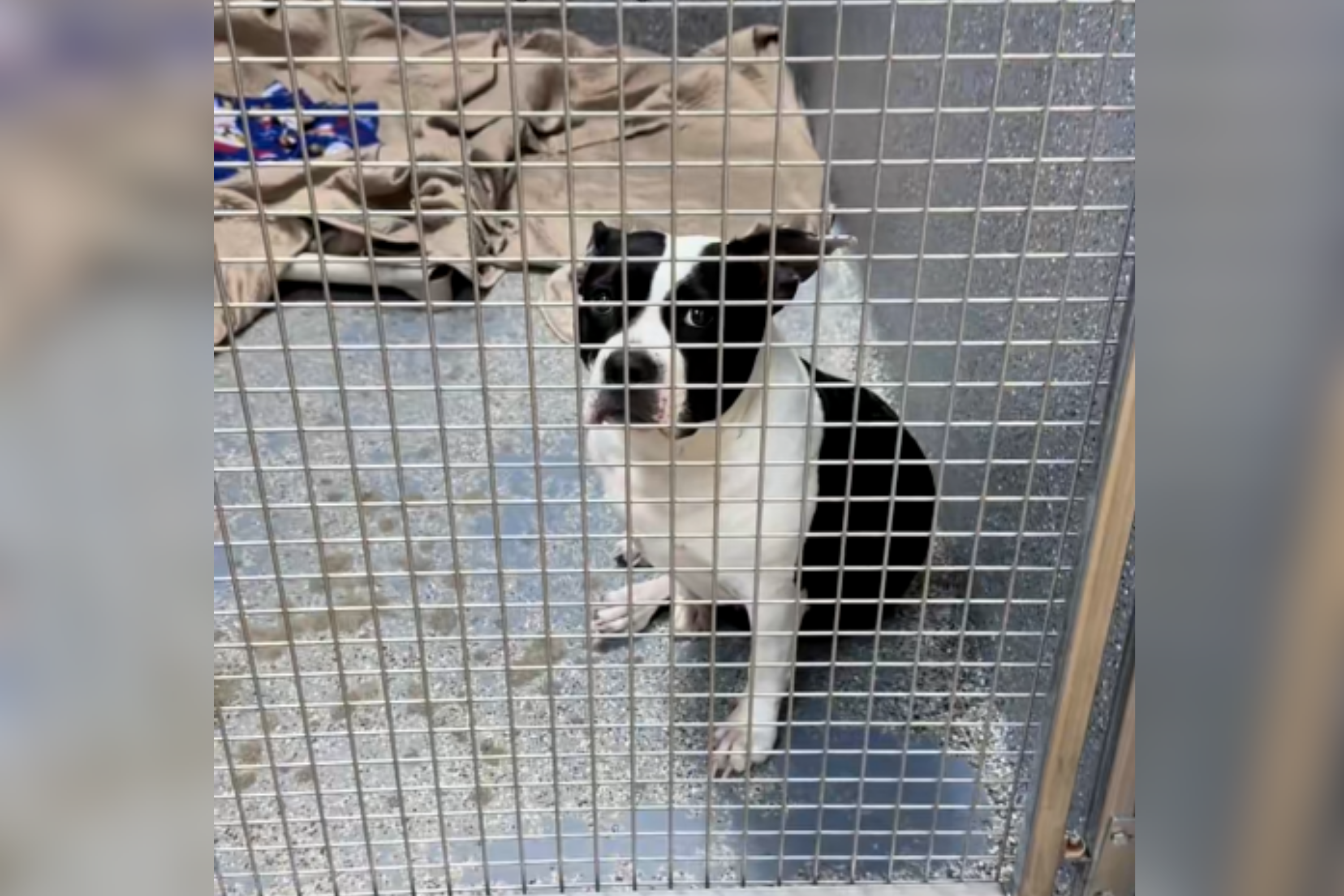 Heartbreak As 8-Year-Old Dog Dumped at Shelter Starts To Give Up Hope