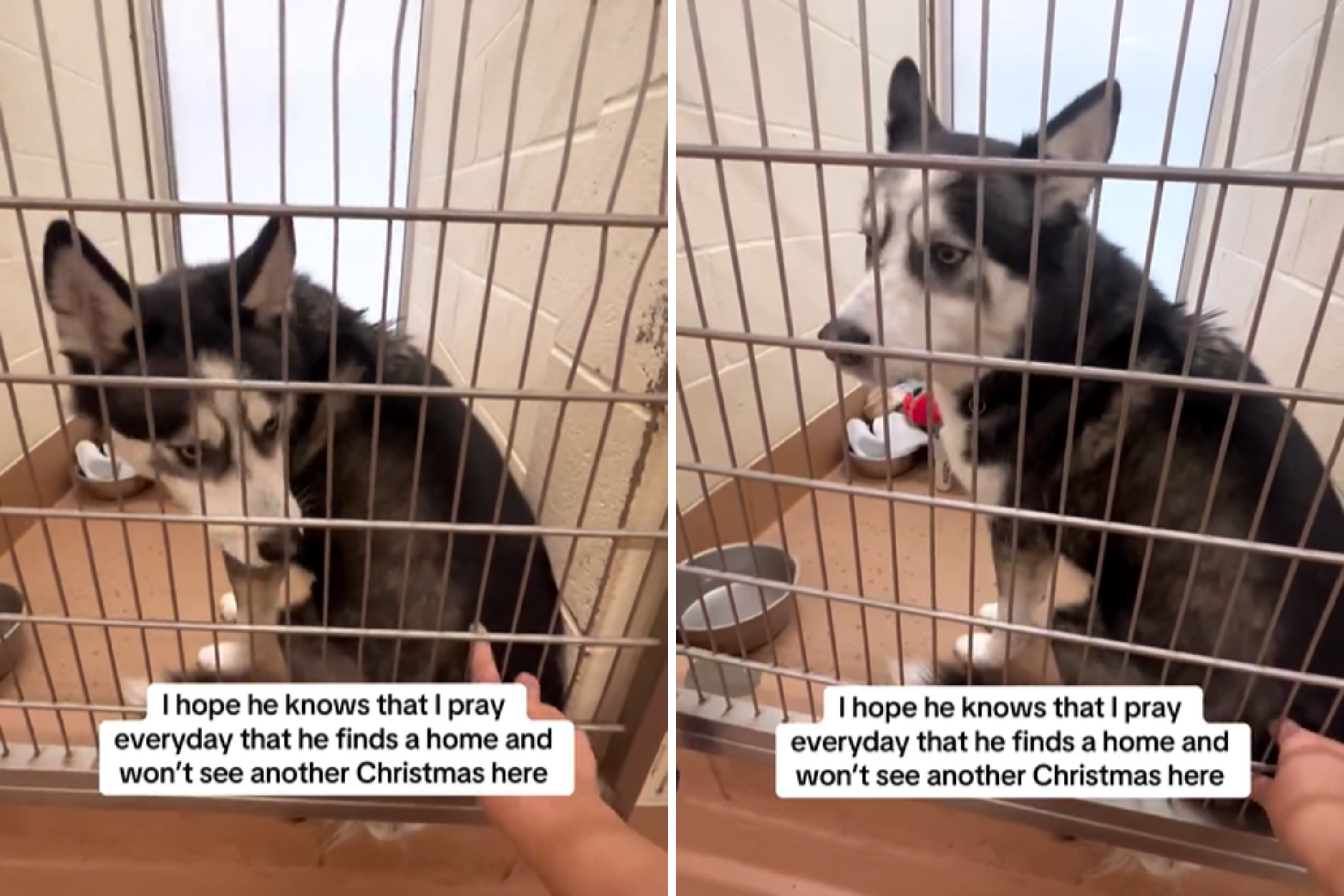 Heartbreak As Husky Prepares To Spend His Second Christmas at Shelter