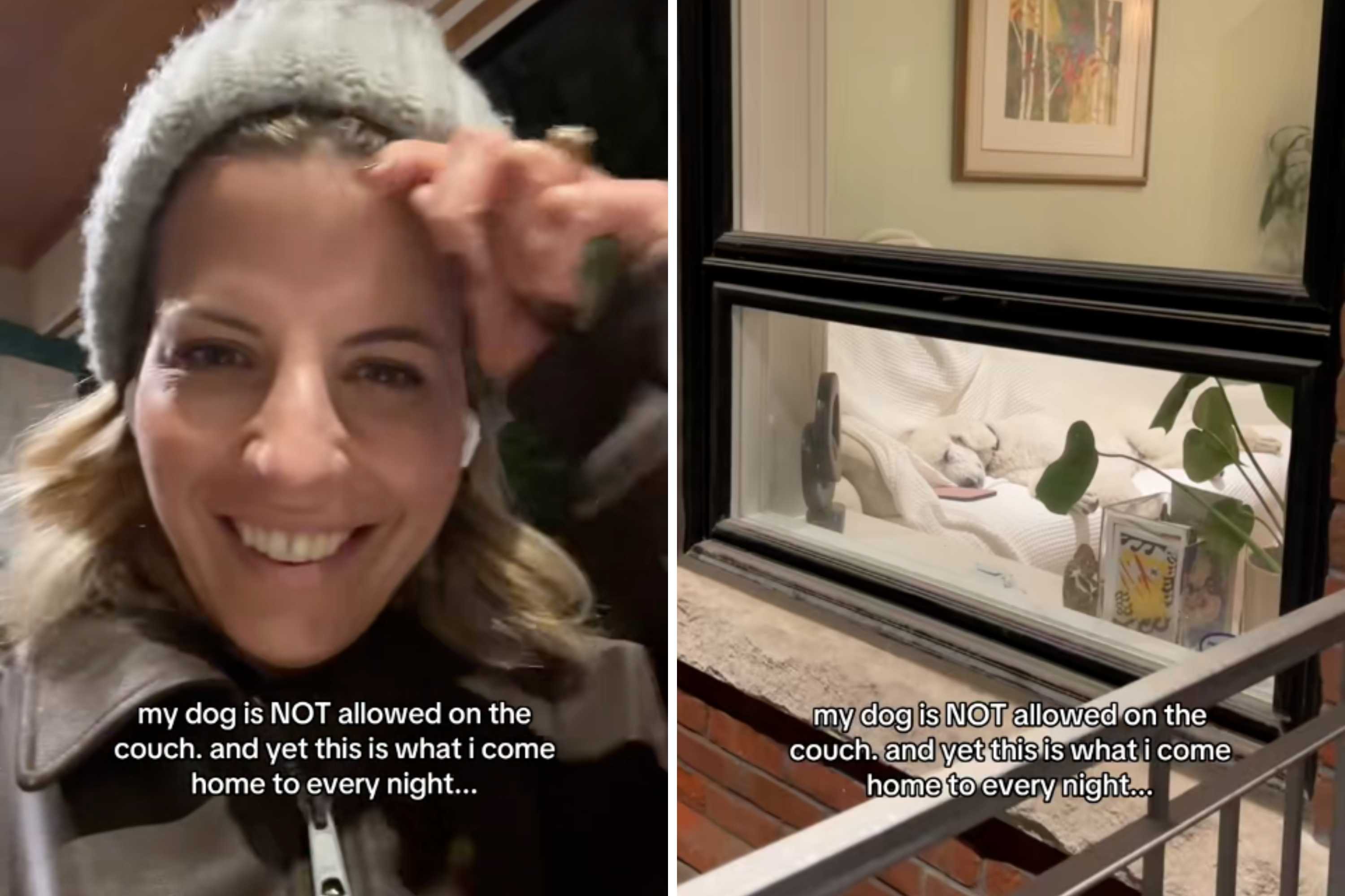 Poodle Not Allowed To Sleep on Couch, What Owner Sees Every Day Goes Viral