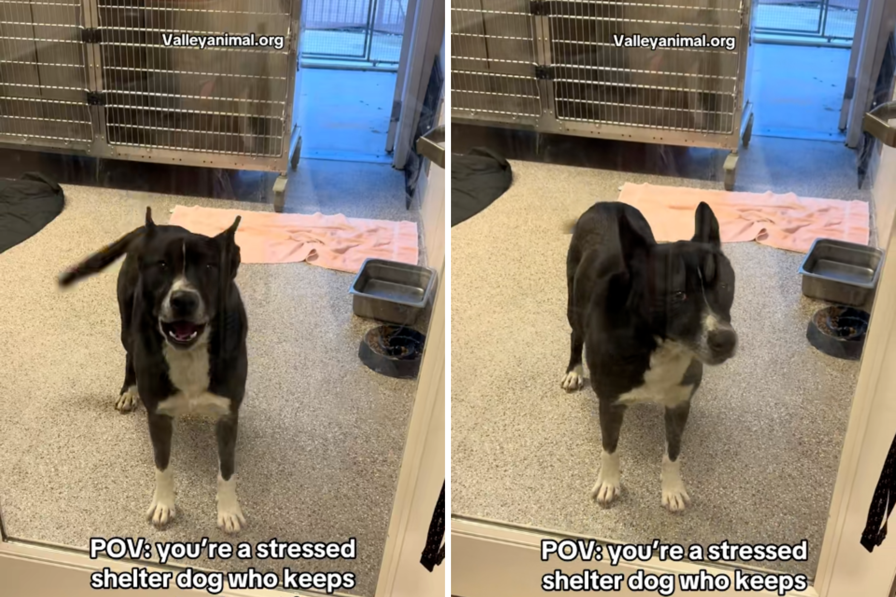 Dog Keeps Getting Overlooked at Shelter—Now He's 'Fading in the Background'