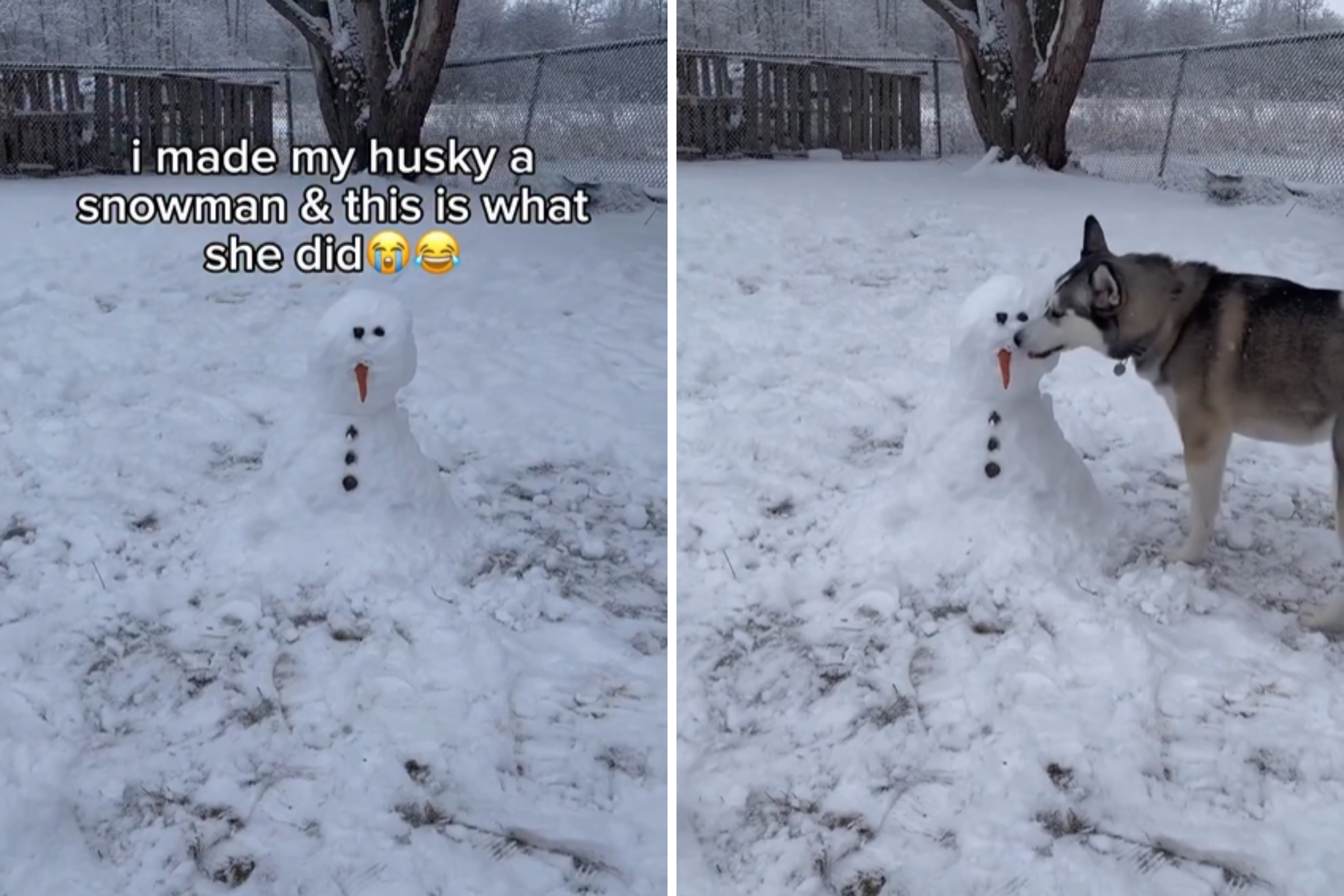 Owner Surprises Husky With Snowman—But She Only Sees One Thing