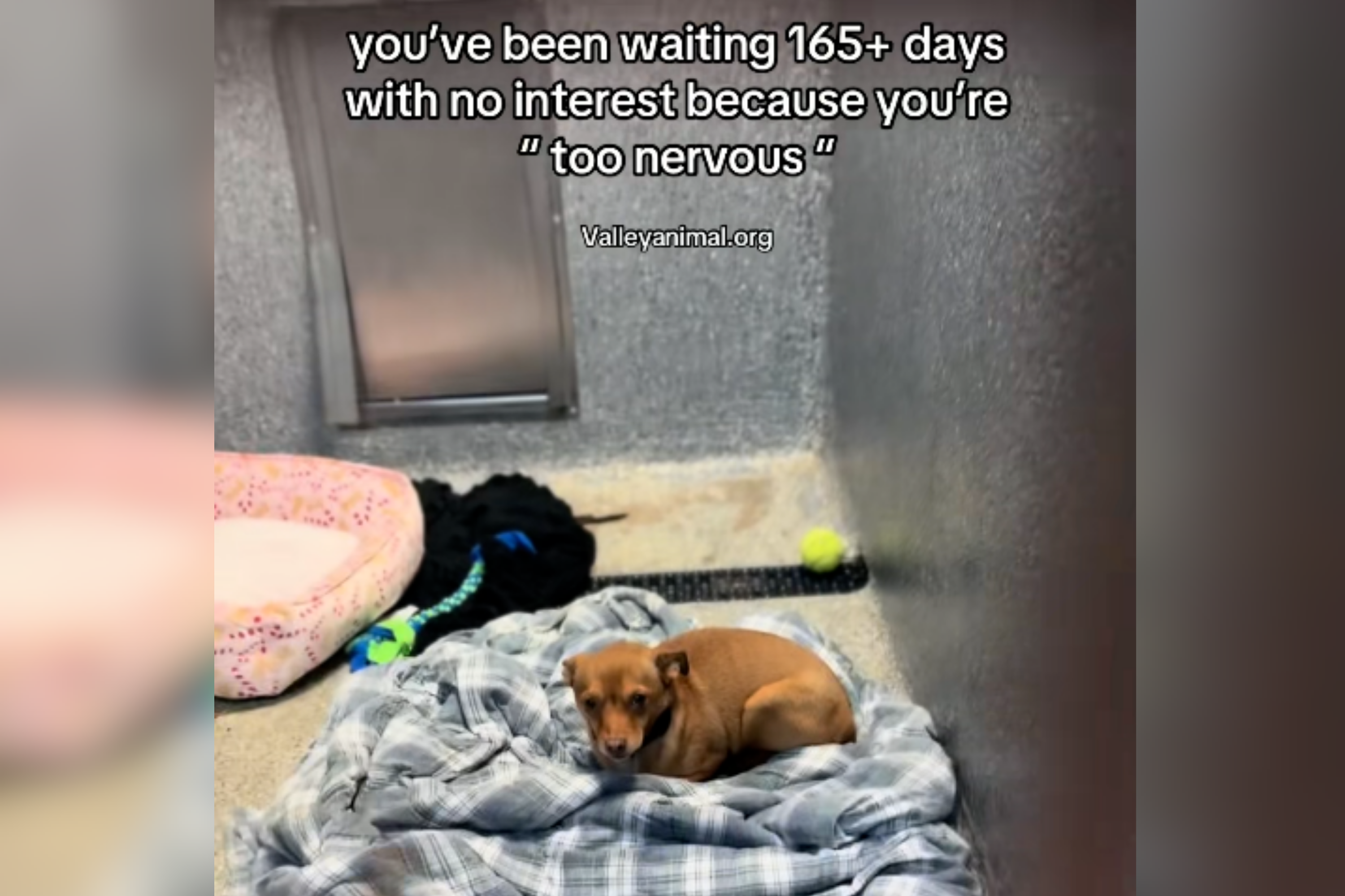 Chihuahua-Mix Has Spent 165 Days in the Shelter—Reason Why Breaks Hearts