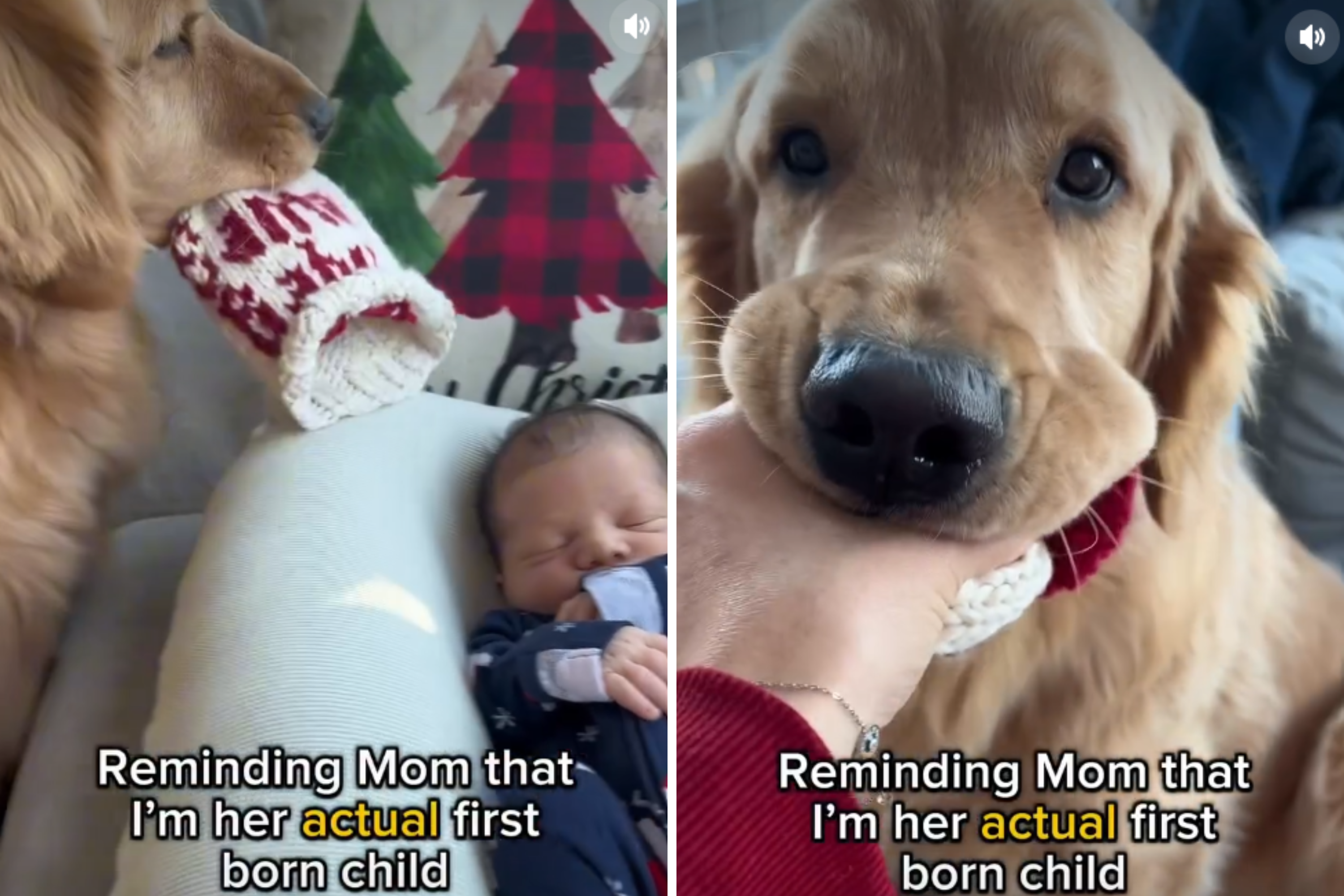 Mom Welcomes New Baby—Golden Retriever Makes Who's the 'Firstborn' Clear
