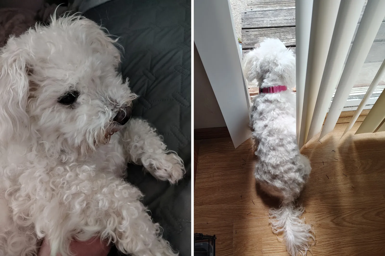 Rescue Dog Who Never Left Kennel in 8 Years Lives Best Life After ...
