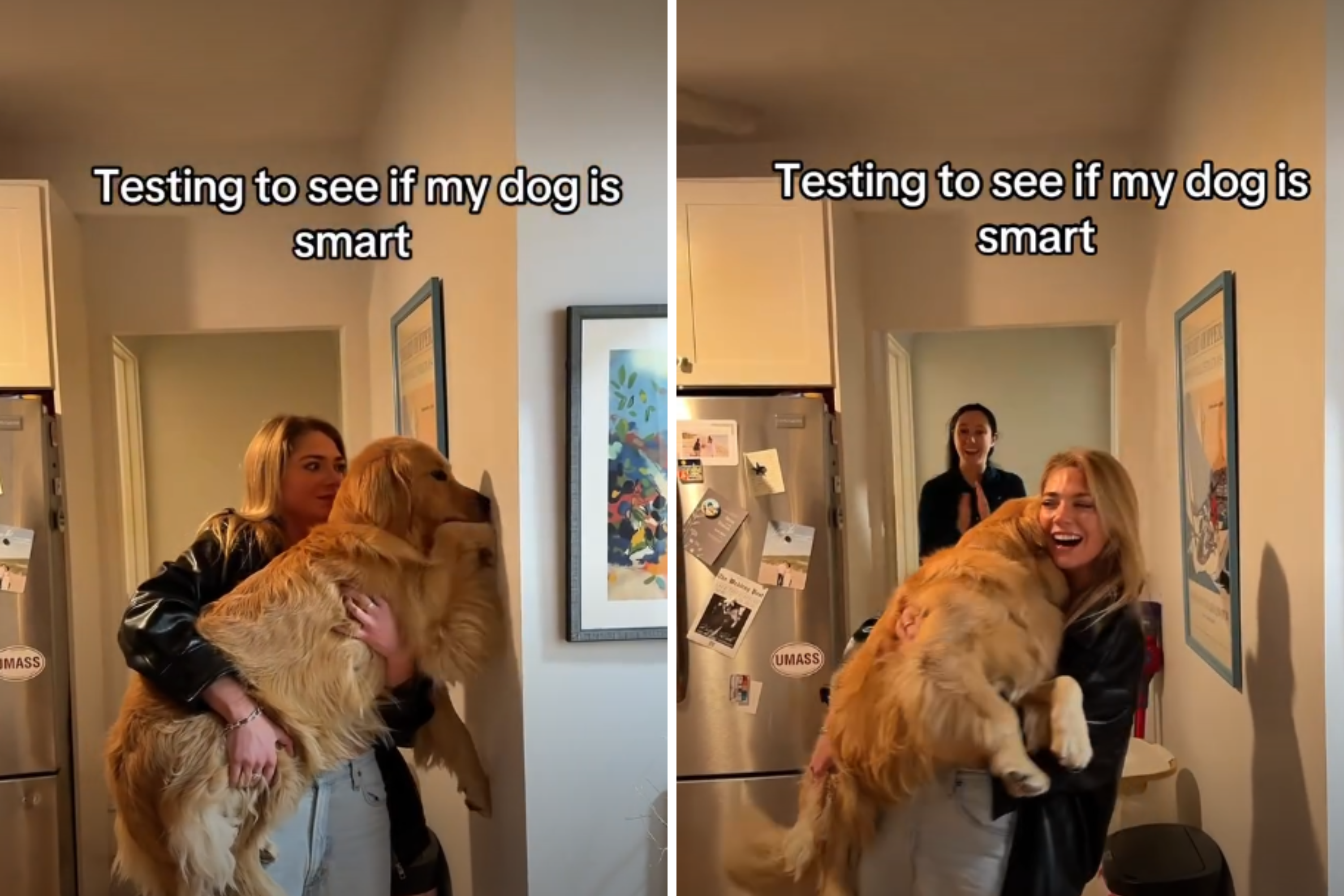 Owner Tests Golden Retriever’s Intelligence—Not Ready for the Results