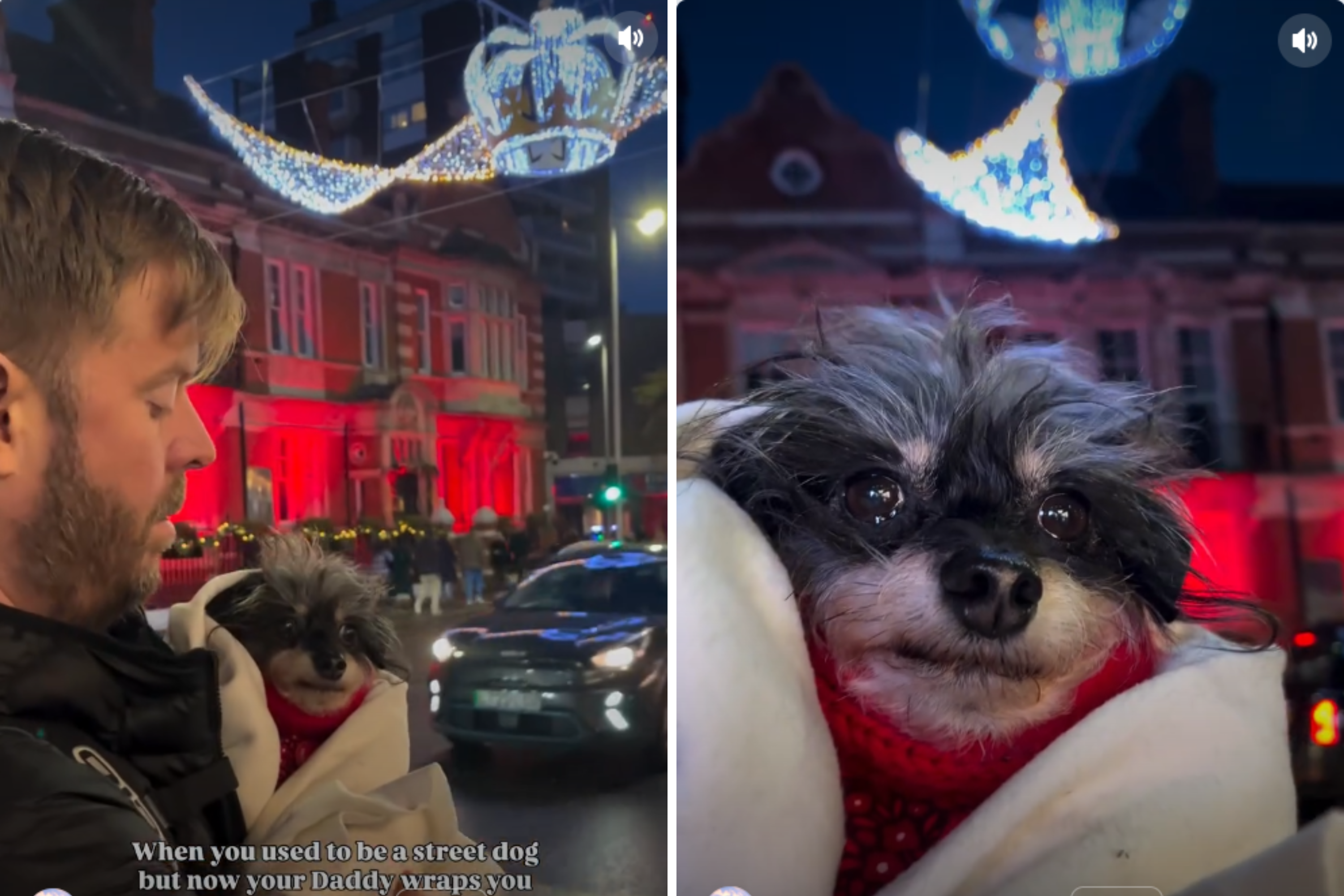 Hearts Melt as Owner Takes His Former Street Dog to See Christmas Lights