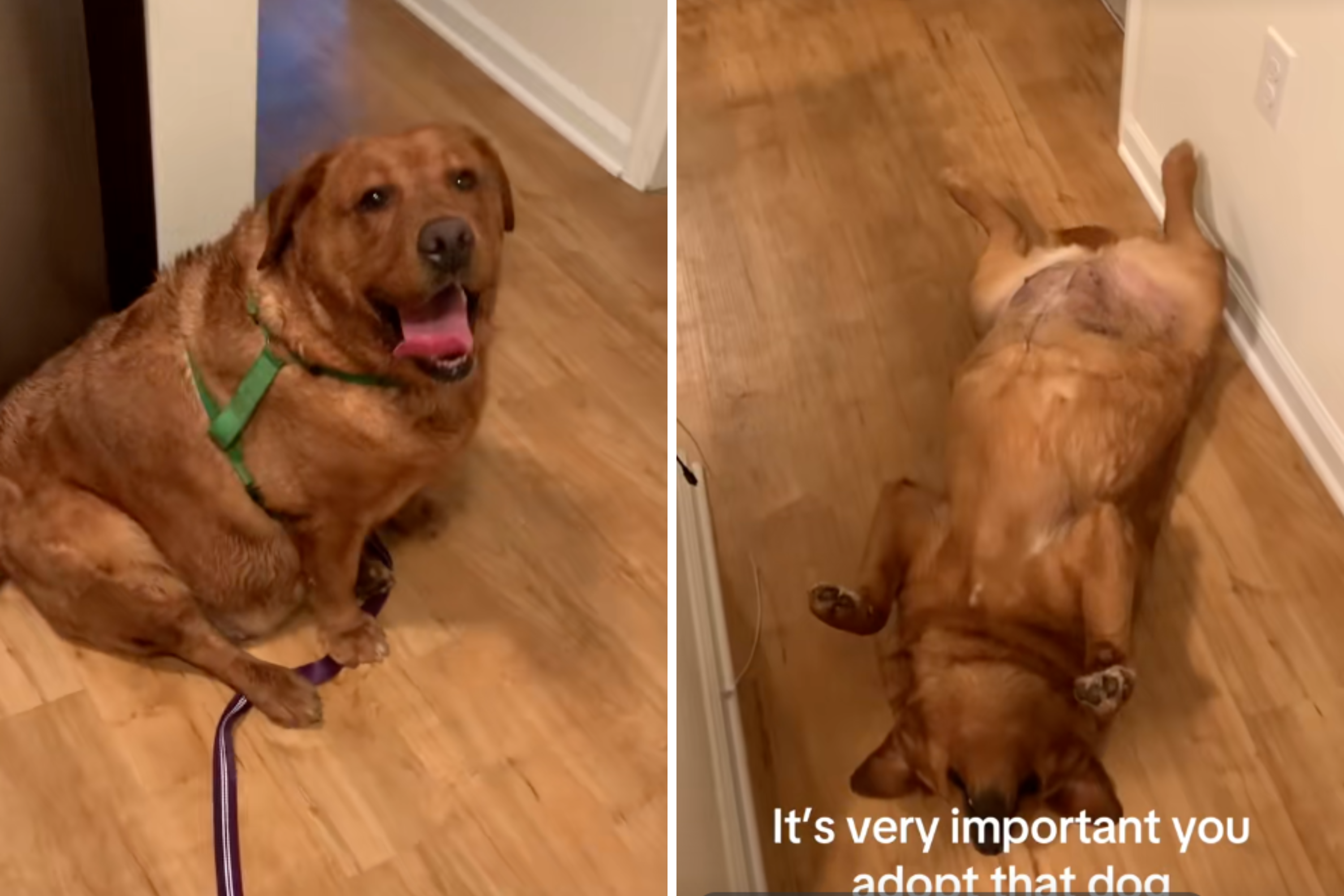 Man Adopts Obese Labrador on PetFinder, Hearts Melt at What Happens Next