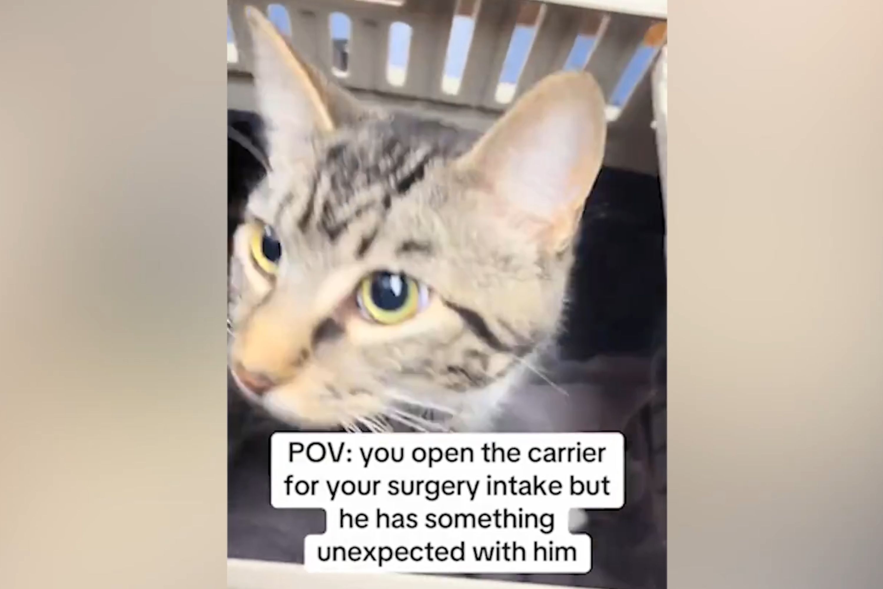Staff at the Aldergrove Animal Hospital found the unusual item hilarious.