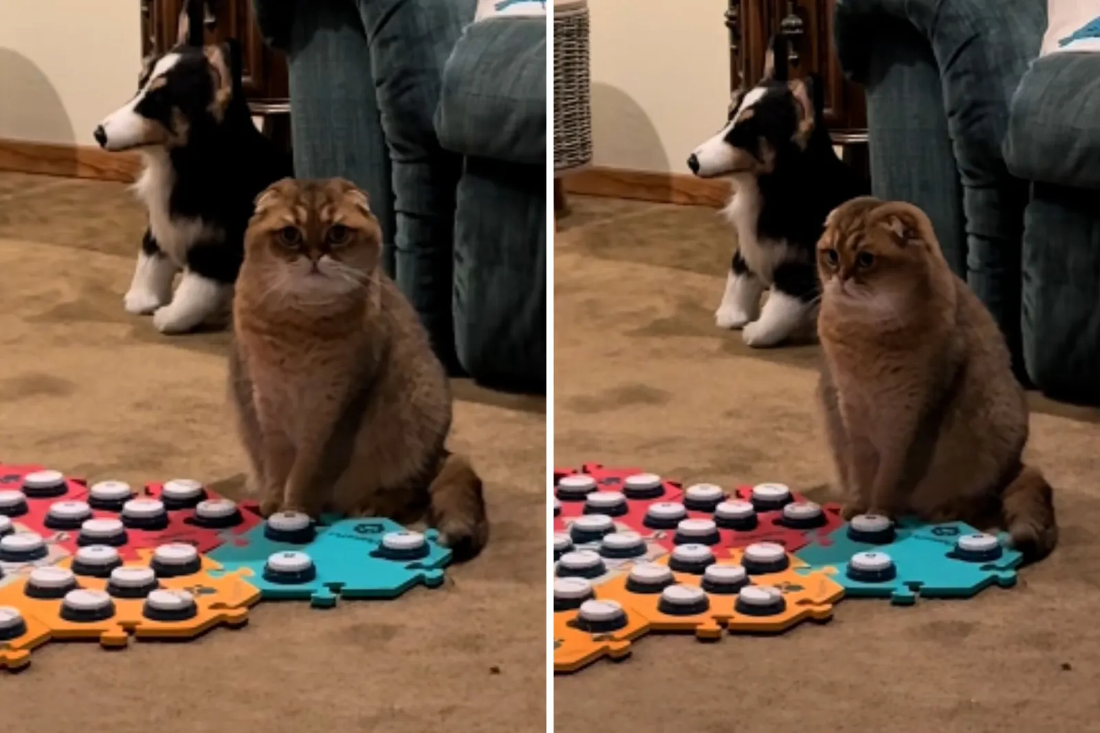 Owner Returns From Vacation, Cat Expresses His ‘Emotional Baggage’