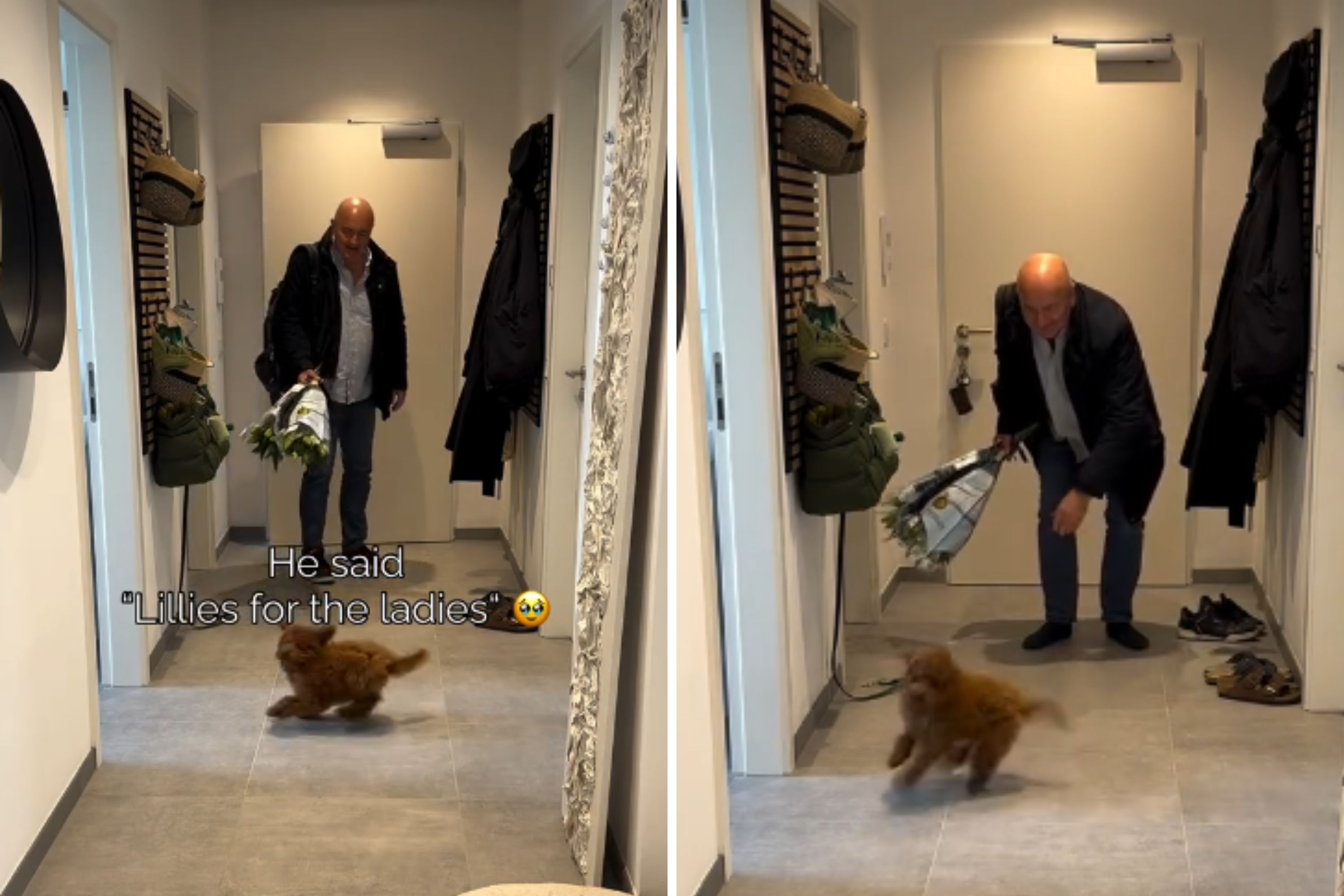 Maltipoo's Reaction When Her Grandpa Walks Through the Door Melts Hearts