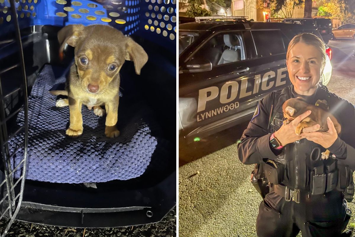 Washington Police Get Called to Dumpster&mdash;Find Two Tiny Eyes Staring Back