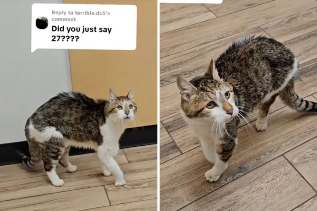 Mujer revela la edad del antiguo gato: Internet no puede creer que todavía esté viva Mujer revela la edad del antiguo gato: Internet no puede creer que todavía esté viva