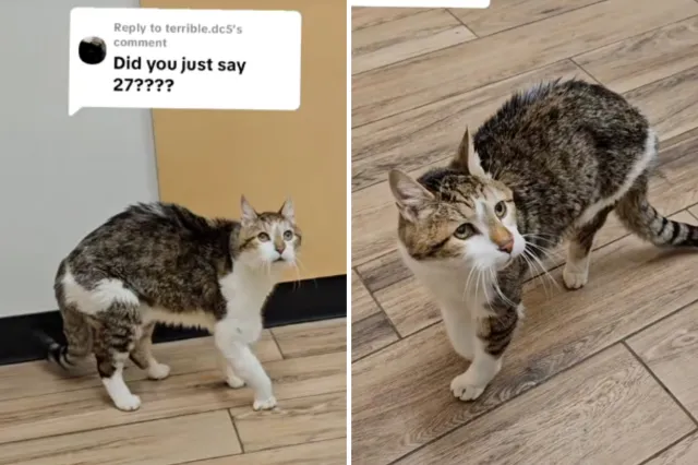 27-year-old cat at vet