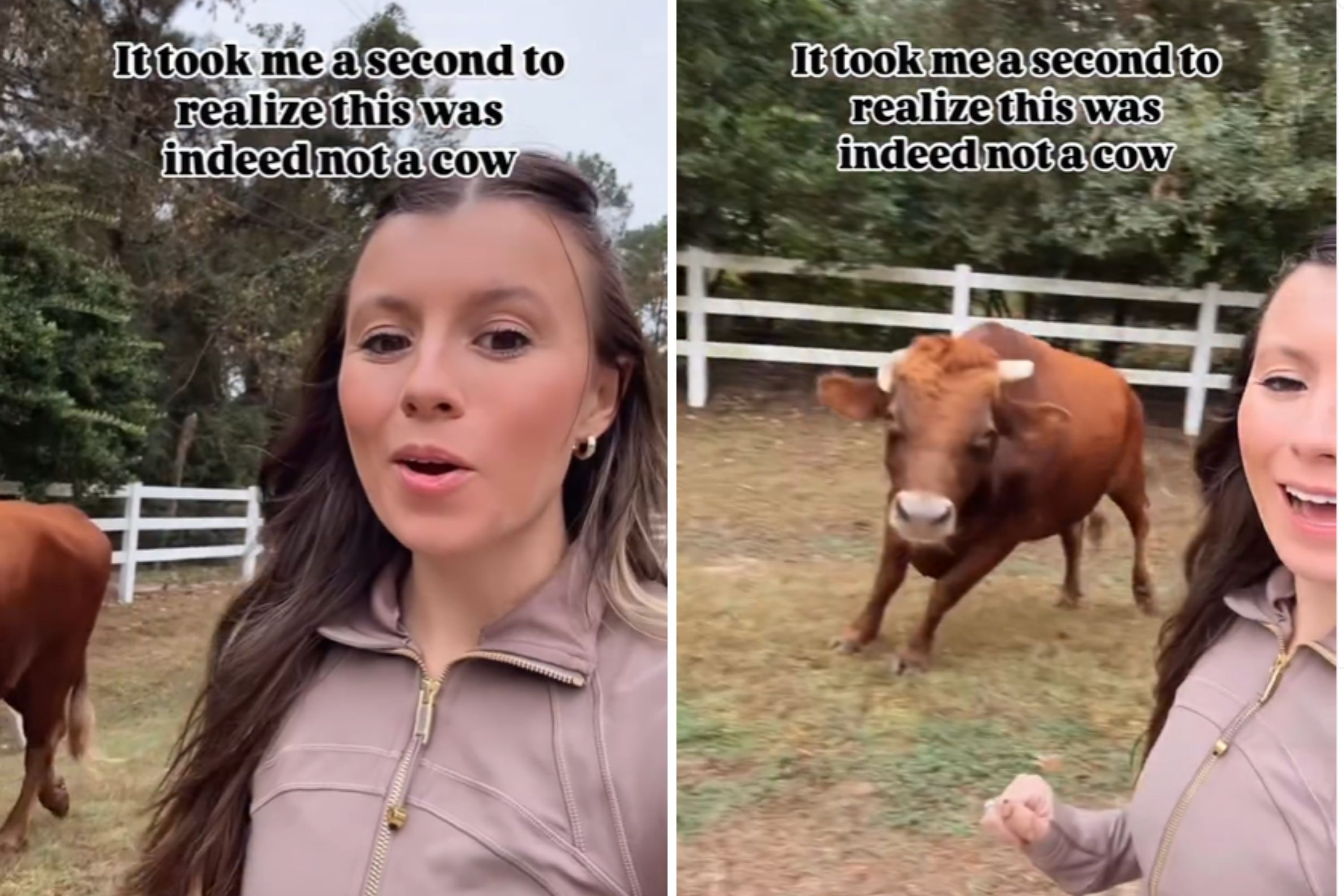 Woman Tries to Take Cute Video With Cows, Then Realizes She's in Danger