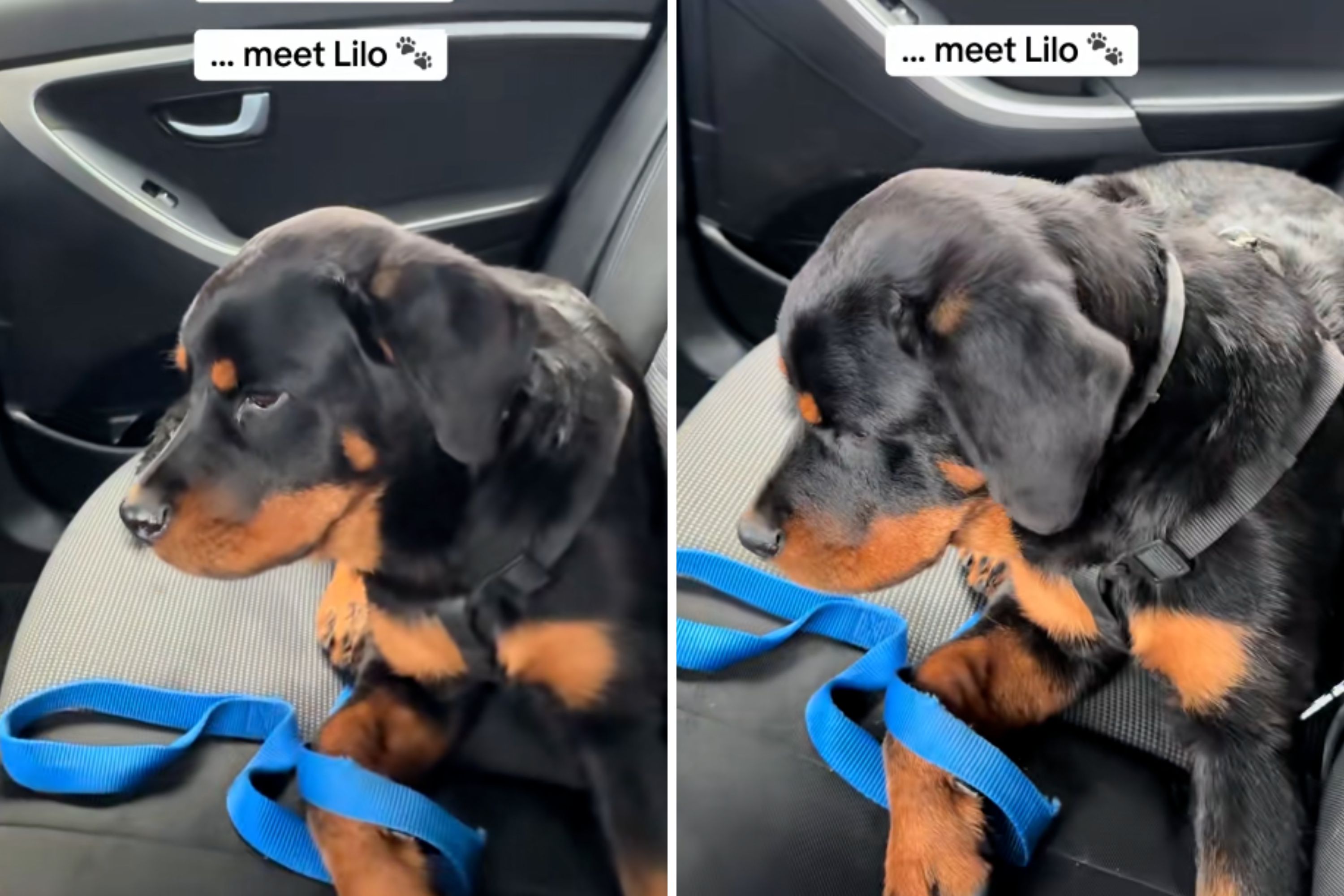 Couple Adopt Rottweiler—4 Months Later Learn They Can Save Brother Too