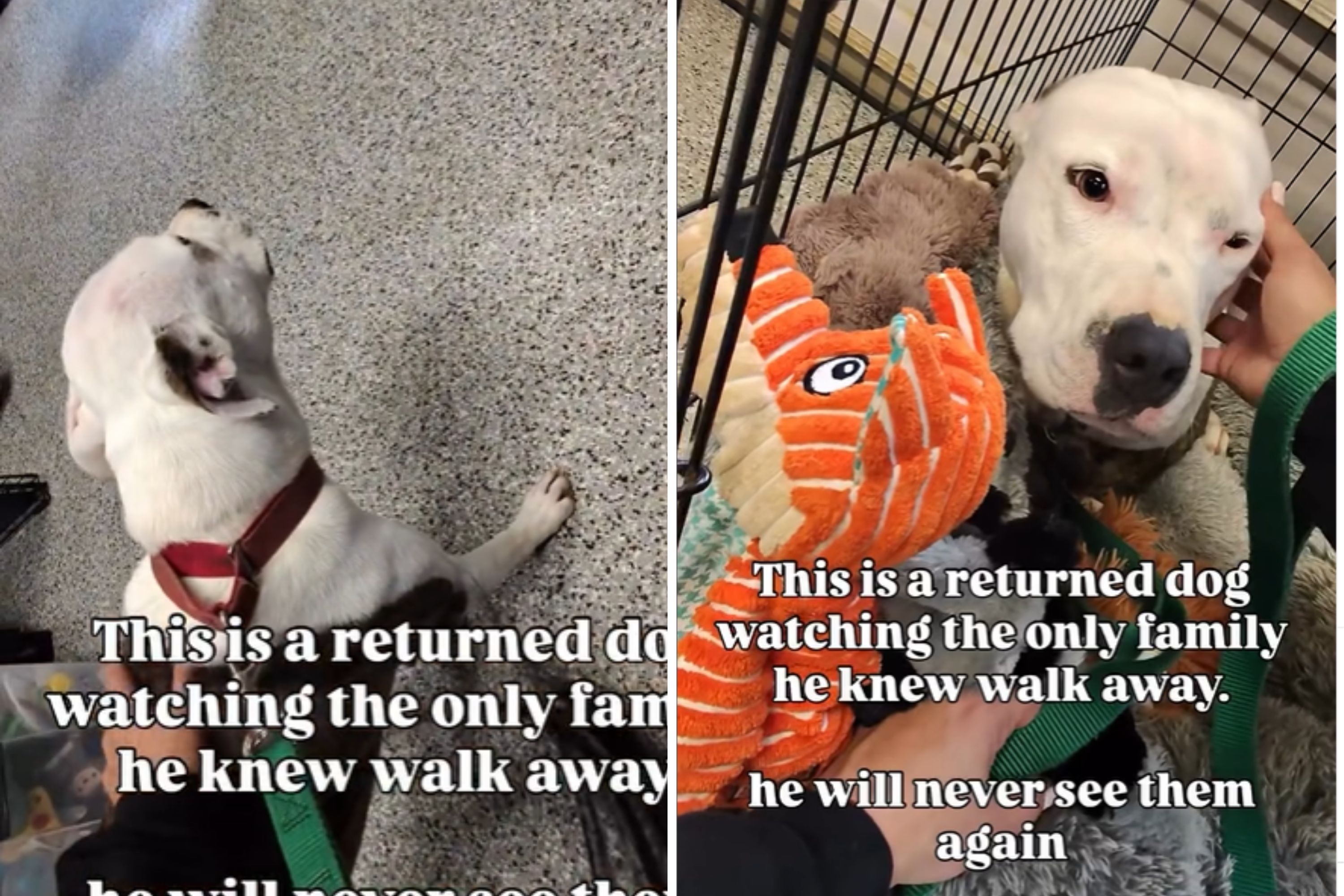 Dog Has Heartbreaking Reaction Watching Family Walk Away After Surrender