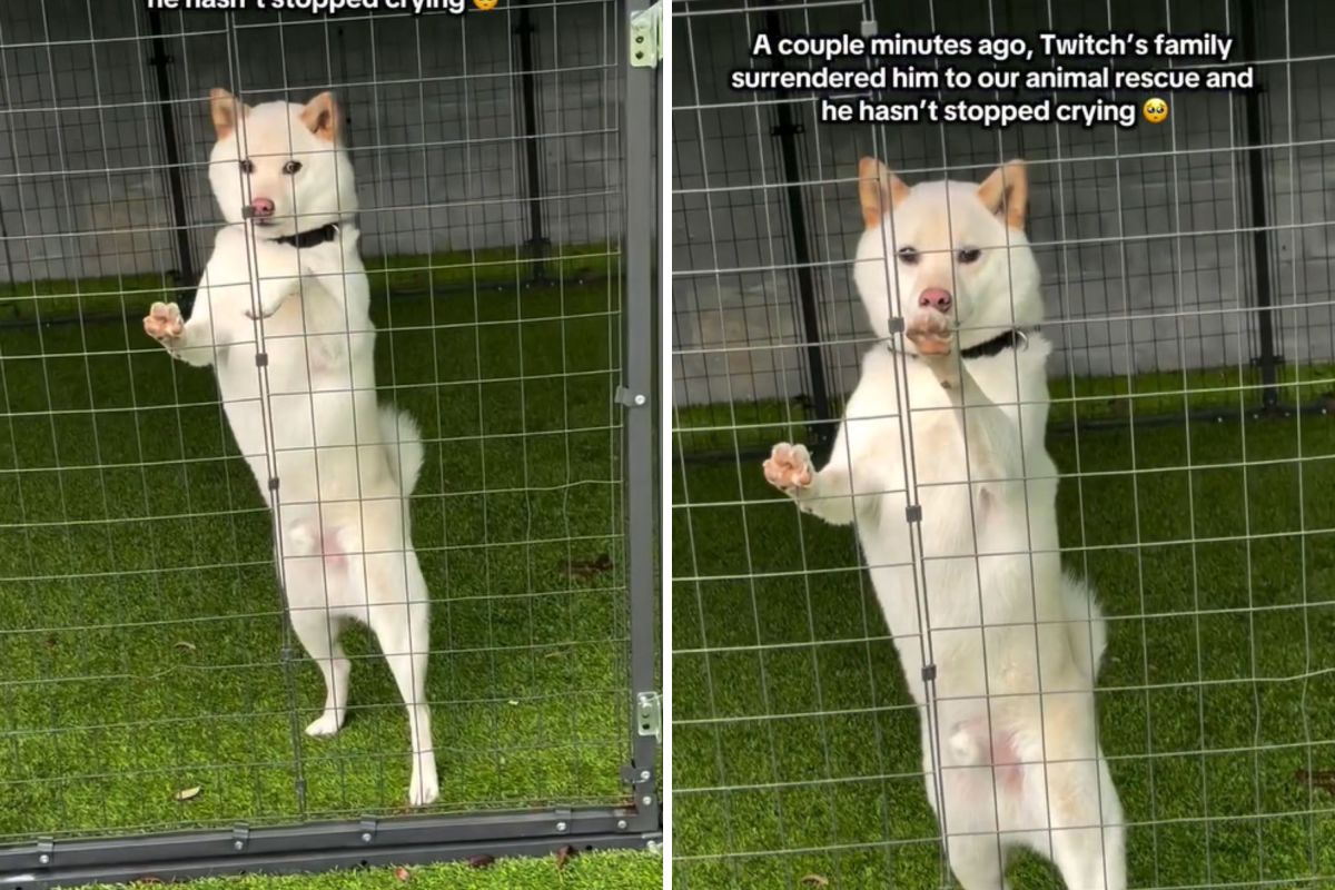 Heartbreaking Surrender: Shiba Inu Left Crying as Family Walks Away