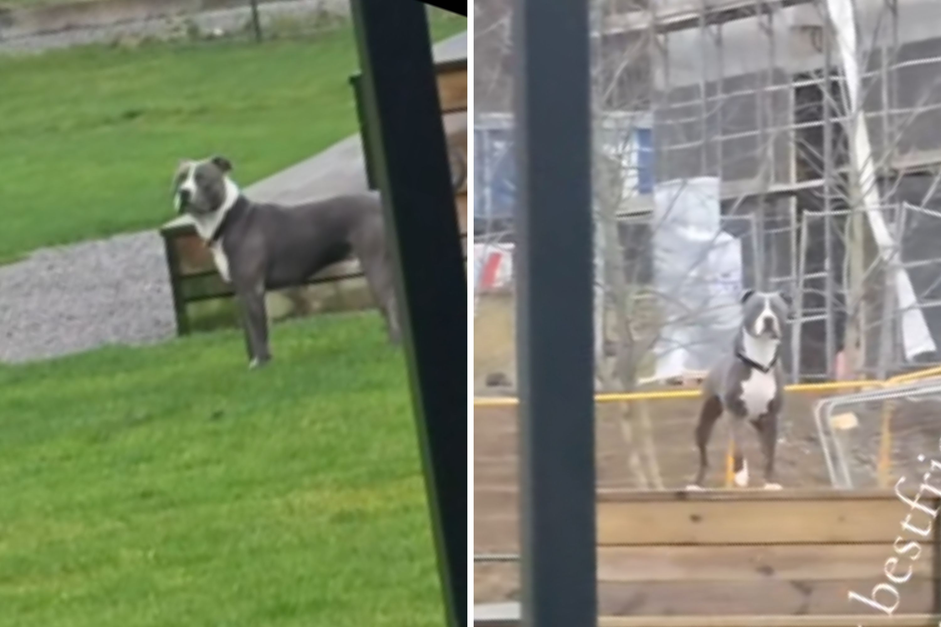 Panic Sets In for Dog Who Thinks He Was ‘Left’ at Park—Then He Spots Owner