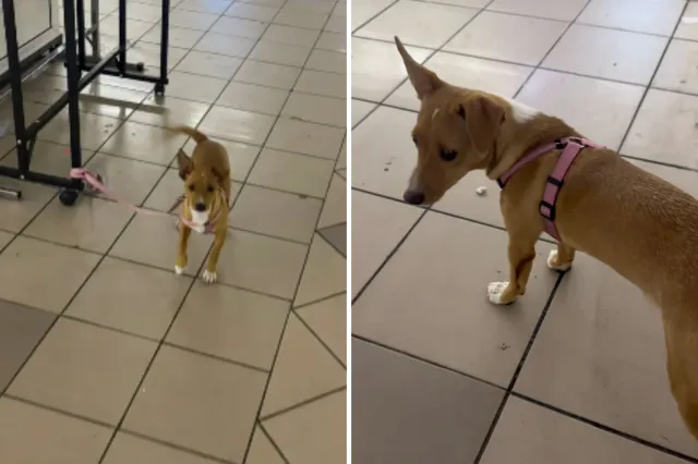 Dog left in train station