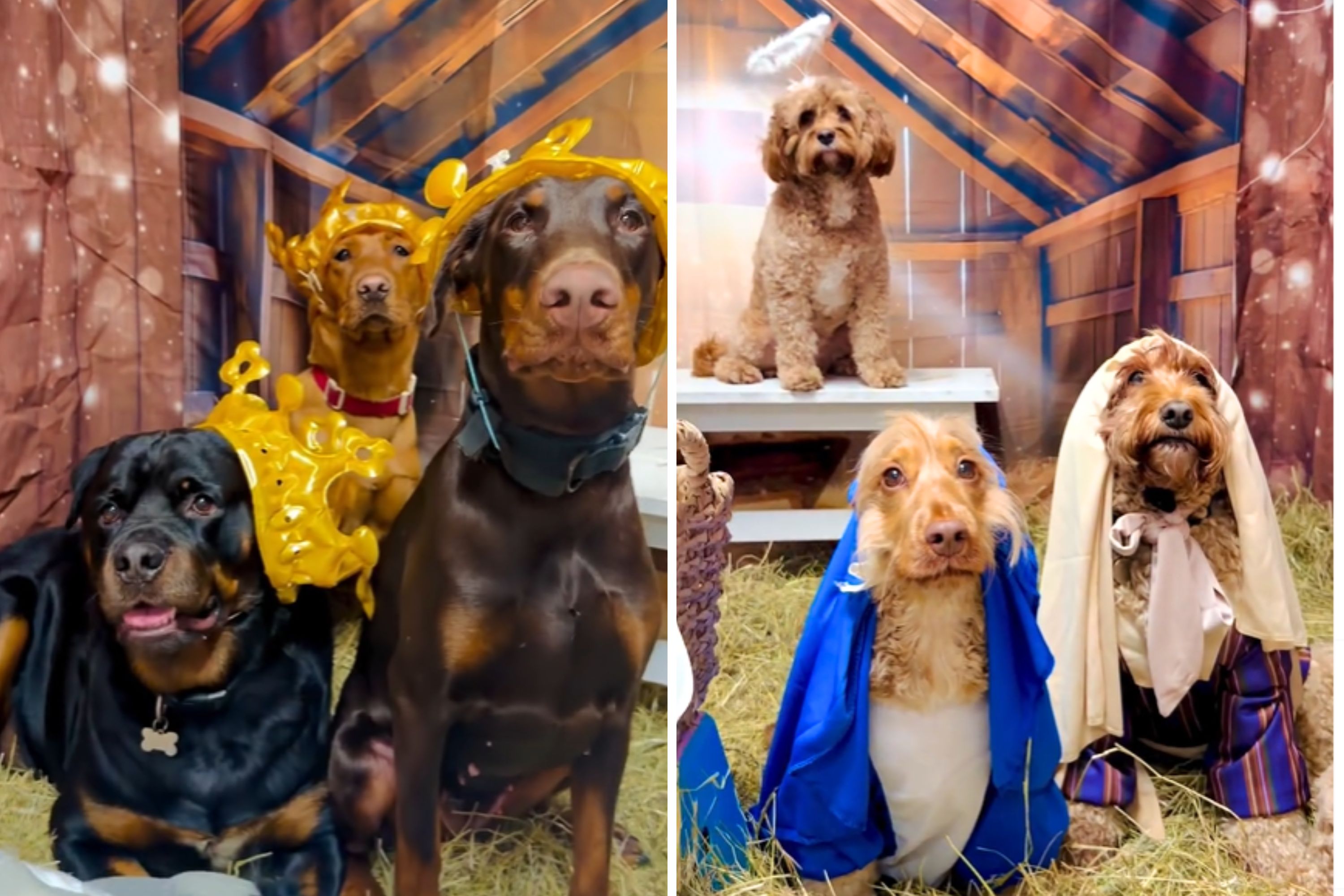 Doggy Day Care Posts Videos of Pups—Viewers Can’t Quite Believe Their Eyes