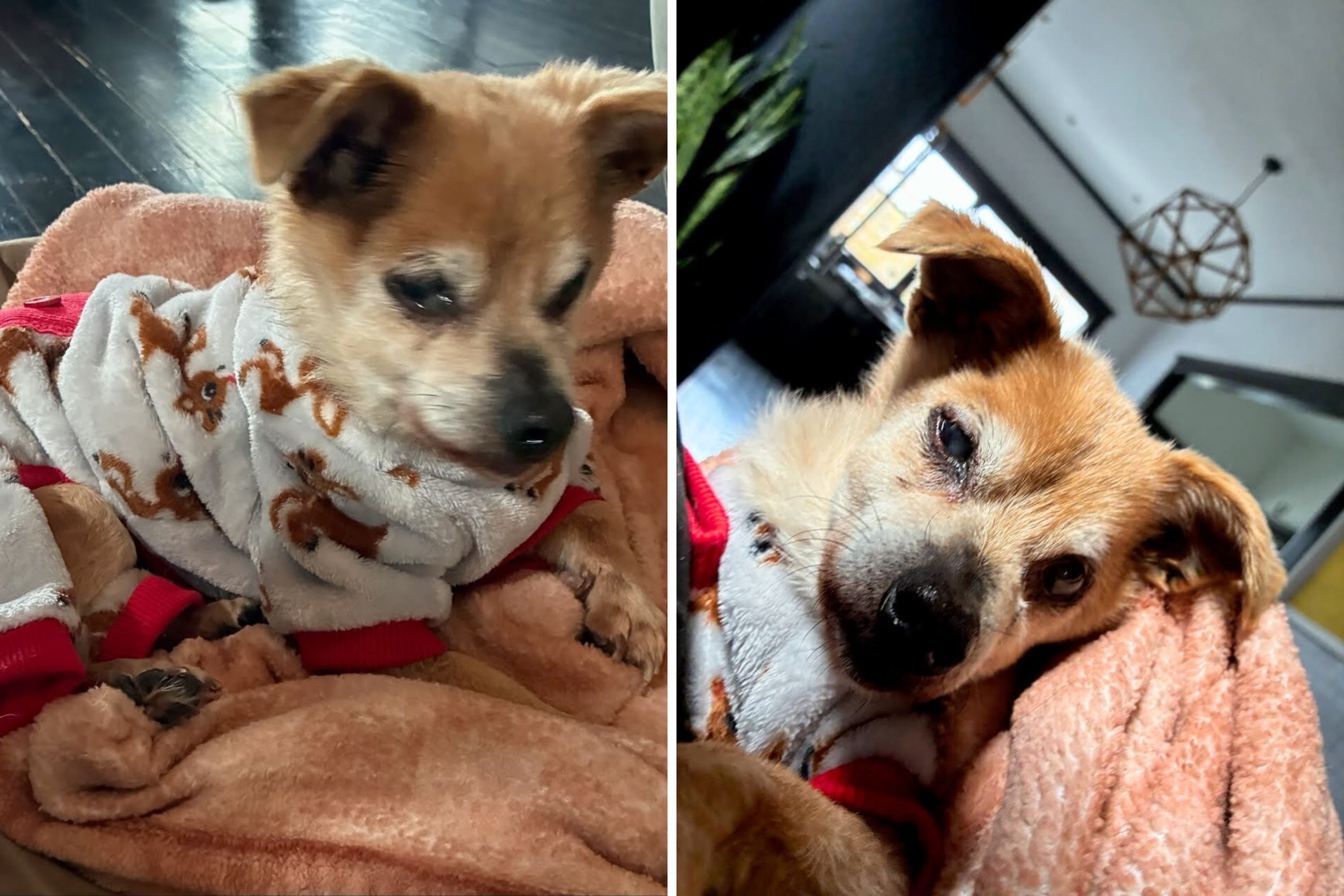 Dog, 17, Finds Loving Family for the Rest of His Days—‘A Christmas Miracle’