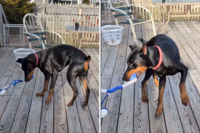 Doberman playing with toy