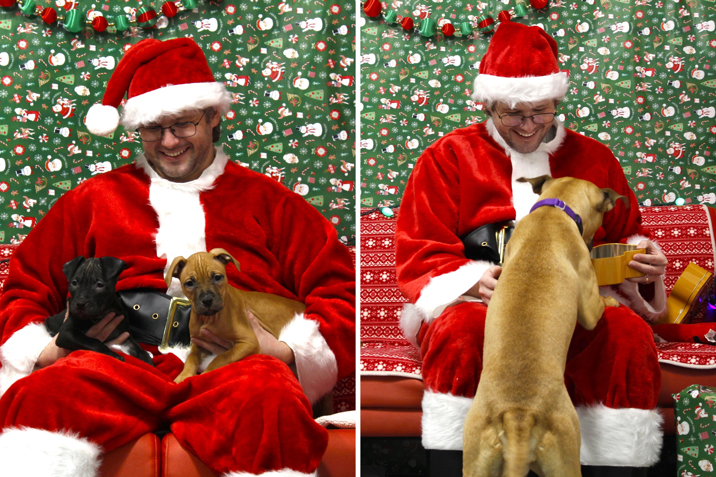 Santa Visits Dogs ‘Healing’ After Rescue From Suspected Dogfighting Ring
