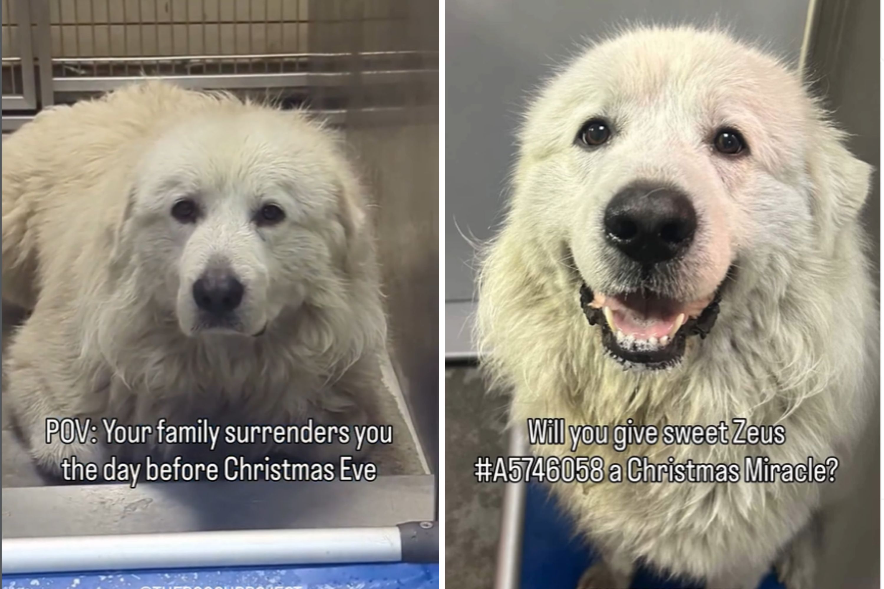 Great Pyrenees Shakes While Being Surrendered Day Before Christmas Eve