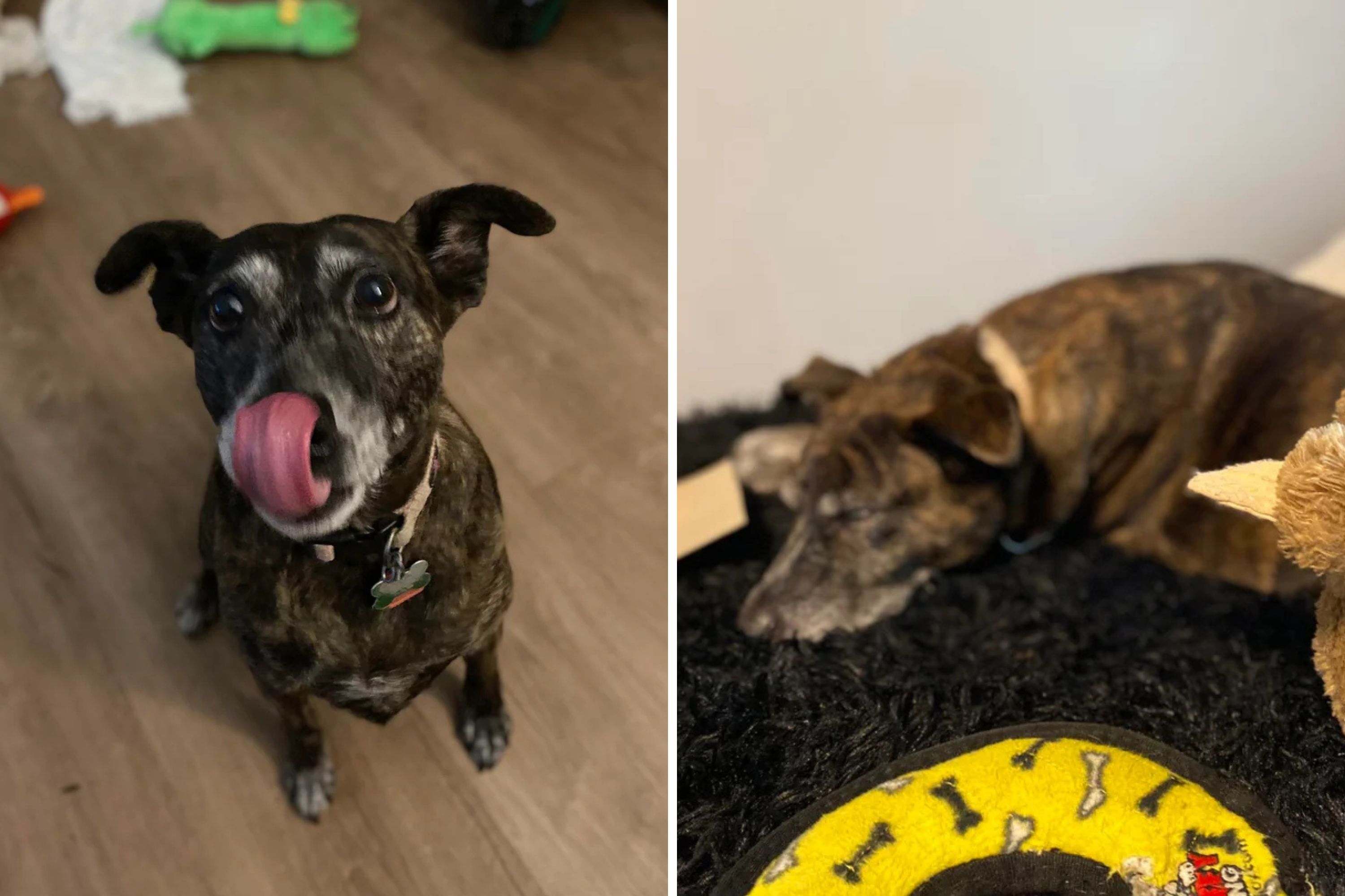 Dog Walker Takes Client’s Call—Not Prepared for Her Last Request