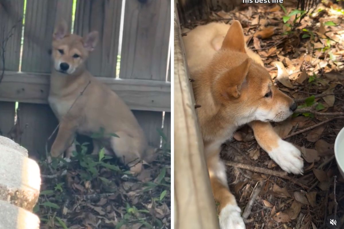 Woman Thinks Coyote Broke in Yard—Has Realization That Changes Life Forever Woman Thinks Coyote Broke in Yard—Has Realization That Changes Life Forever