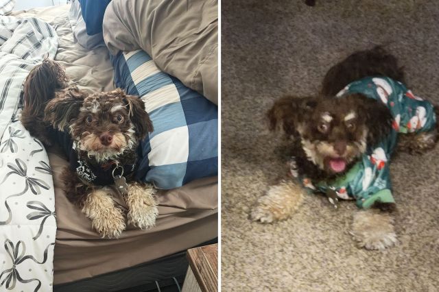 Peekapoo dog named Sofie