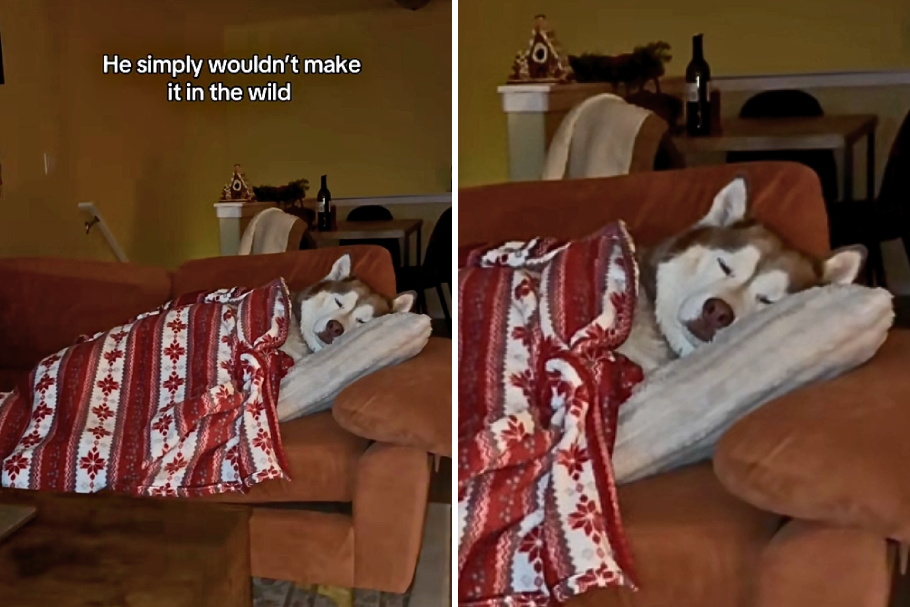 Husky Who ‘Simply Wouldn’t Make in the Wild’ Has Internet in Stitches