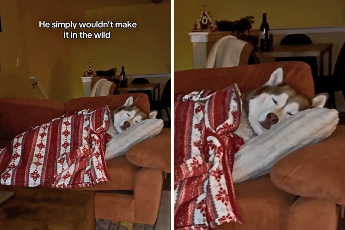 Husky Who &lsquo;Simply Wouldn&rsquo;t Make in the Wild&rsquo; Has Internet in Stitches