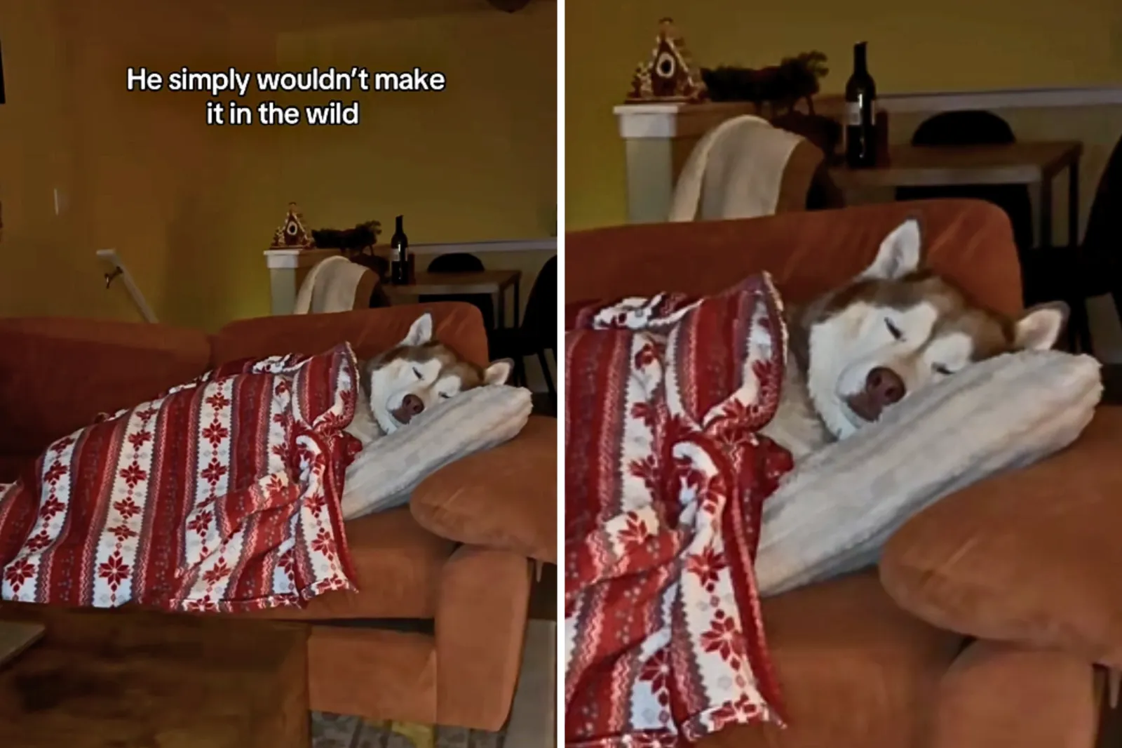 Husky Who ‘Simply Wouldn’t Make in the Wild’ Has Internet in Stitches Husky Who ‘Simply Wouldn’t Make in the Wild’ Has Internet in Stitches