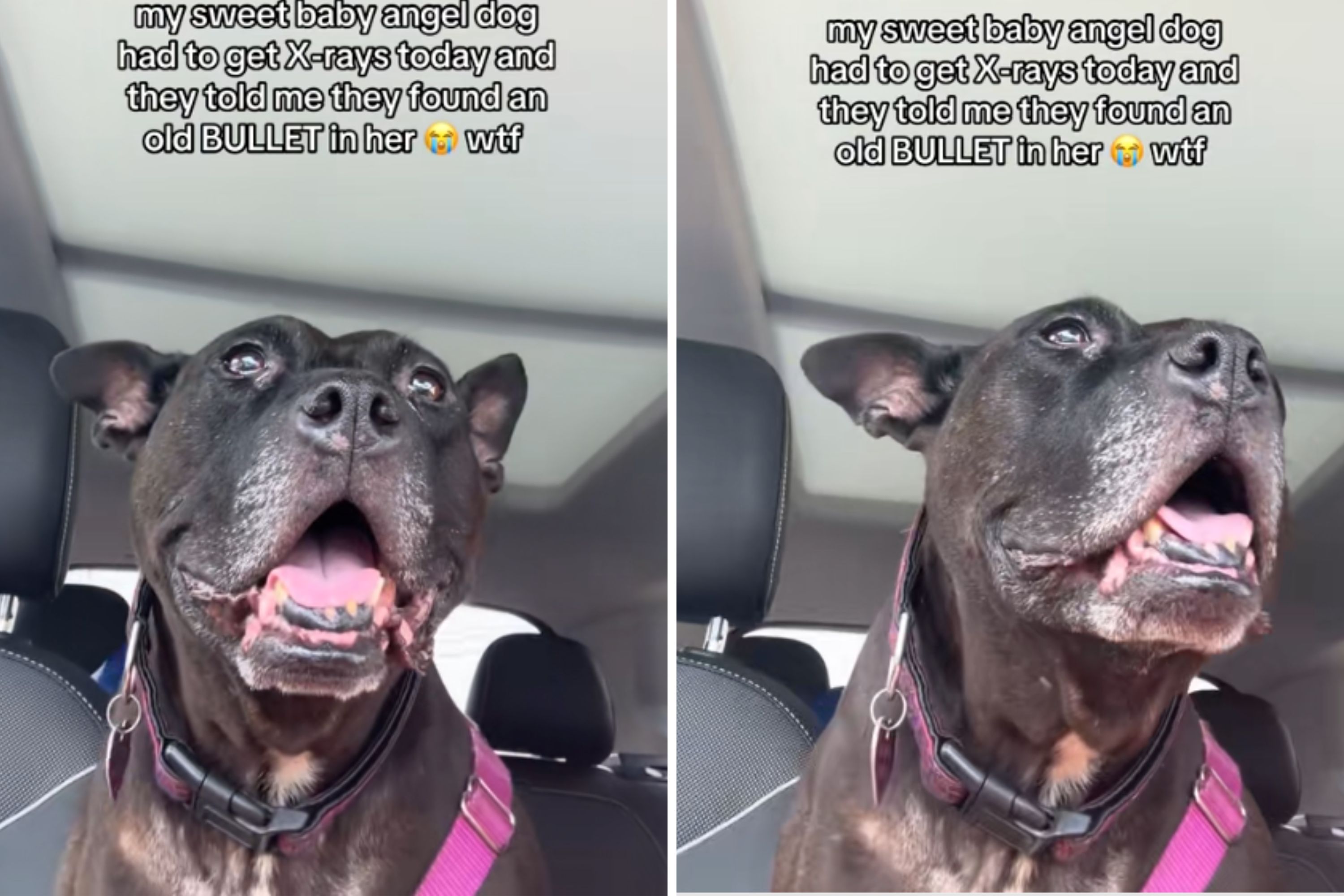 Woman Takes Dog for X-Ray—Results Reveal Chilling Truth About Her Past