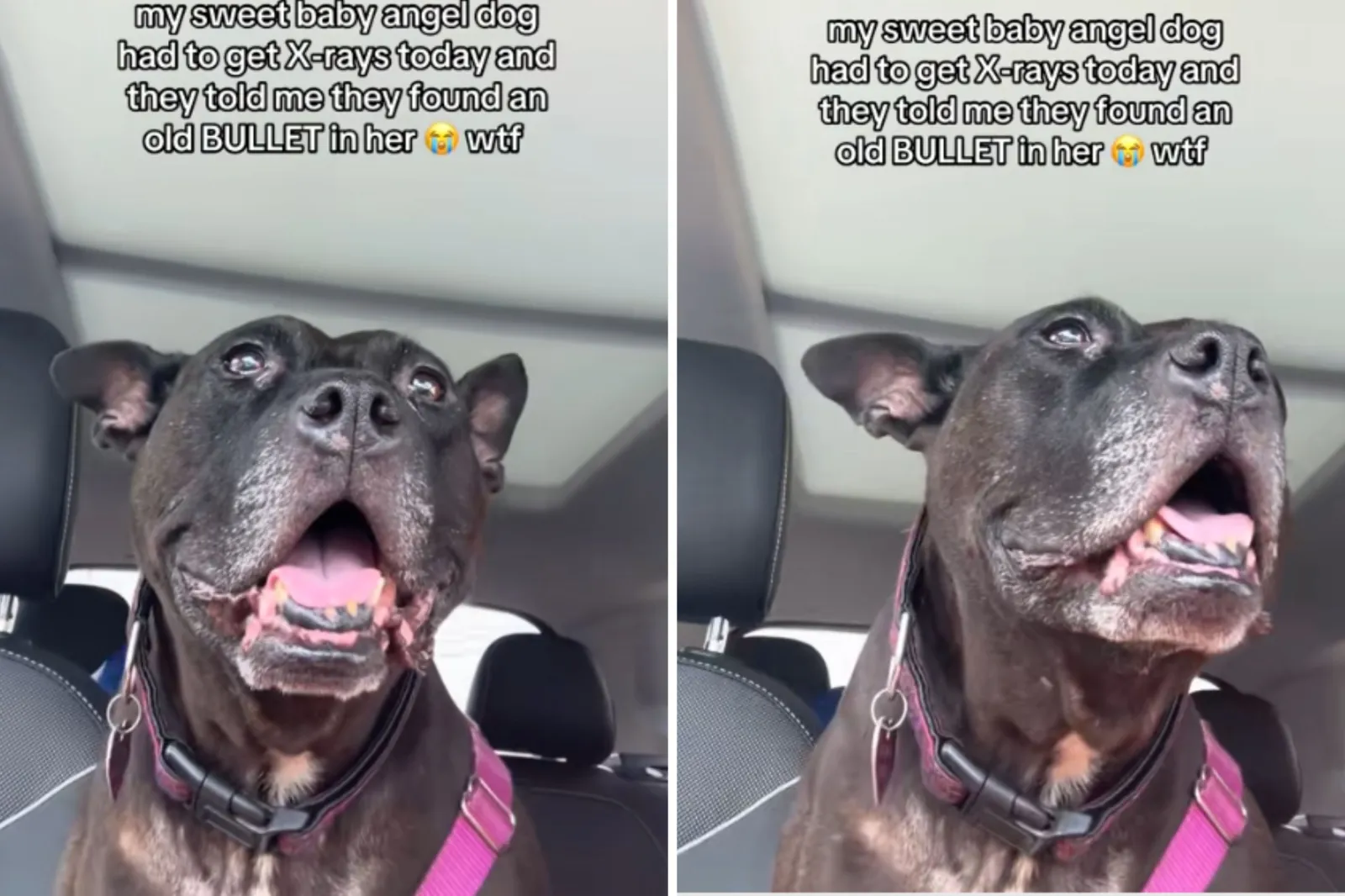 Dog happily riding in car