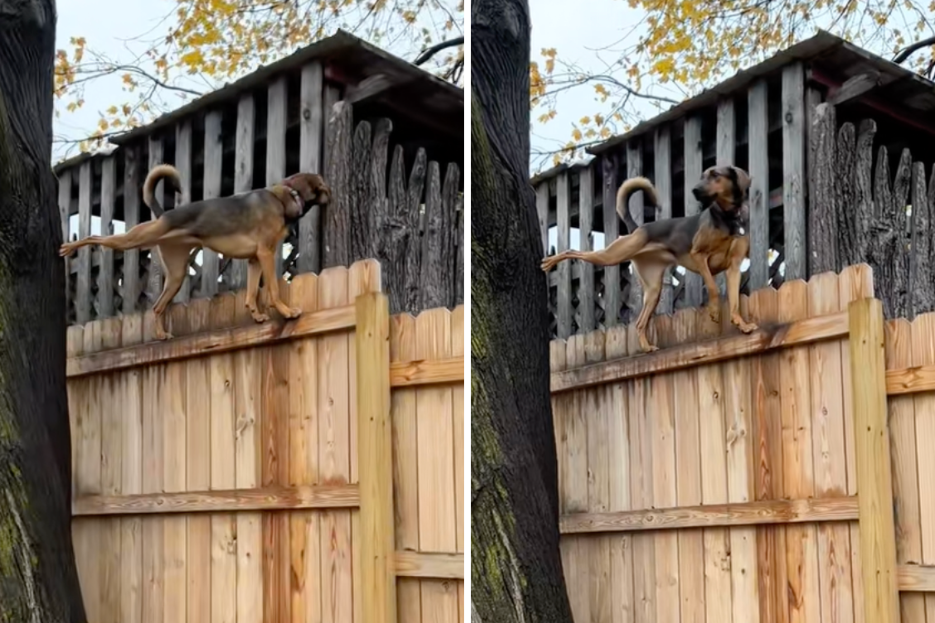 Rescue Dog Climbs Fence in Back Yard, Owner Forced To Prove It’s Not AI