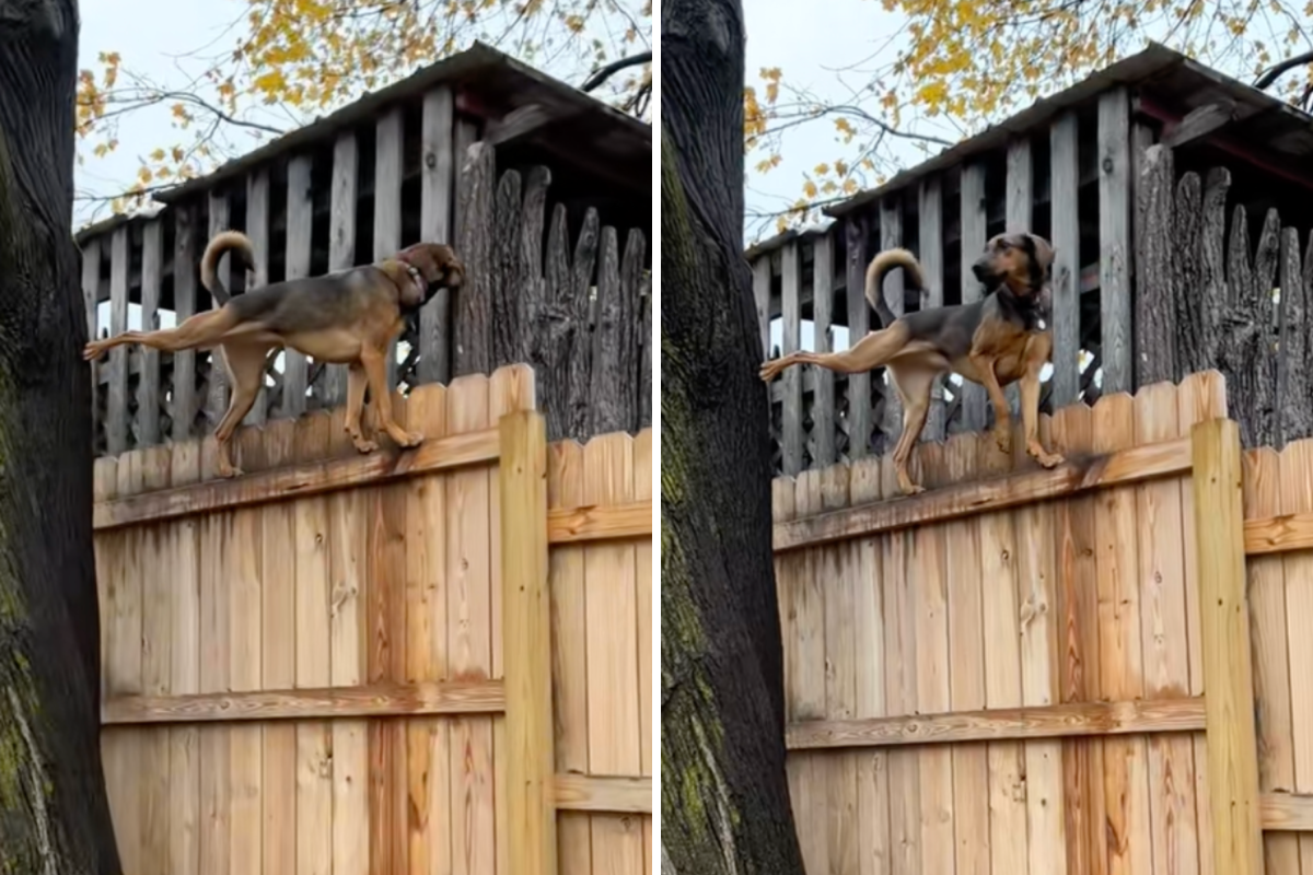 Rescue Dog Climbs Fence in Back Yard, Owner Forced To Prove It&rsquo;s Not AI