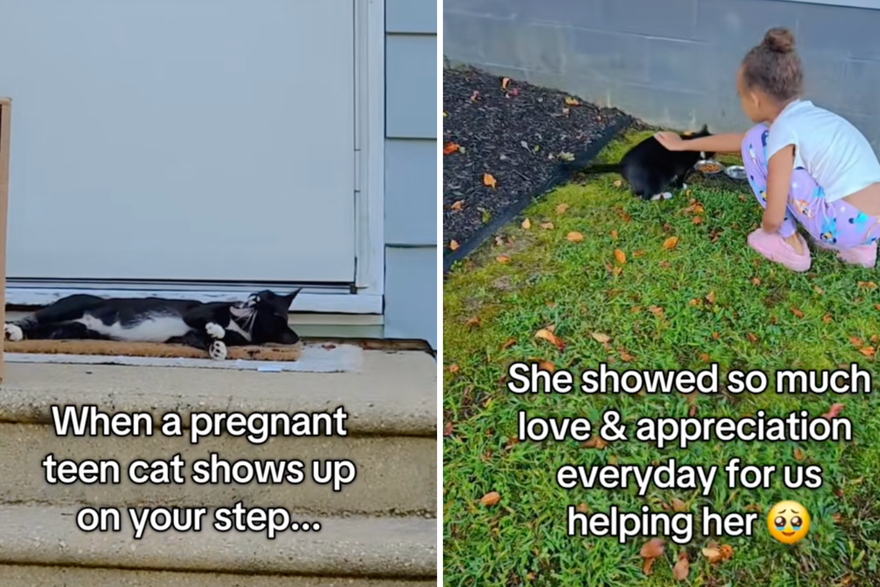 Young Pregnant Cat Shows Up on Woman’s Step, What Follows Melts Hearts