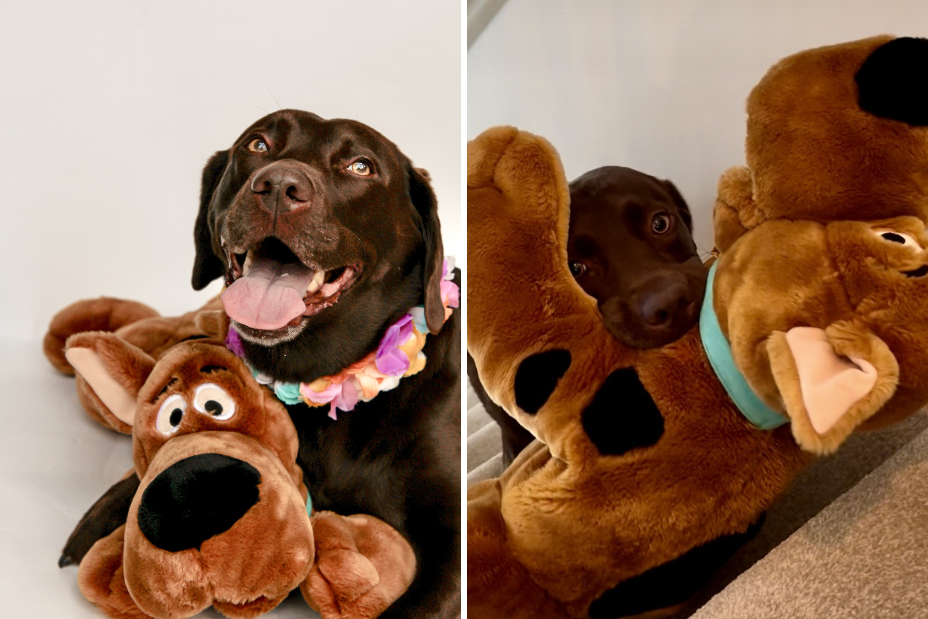 Tears as 3-Legged Dog Brings Favorite Stuffy Upstairs: 'The Determination'